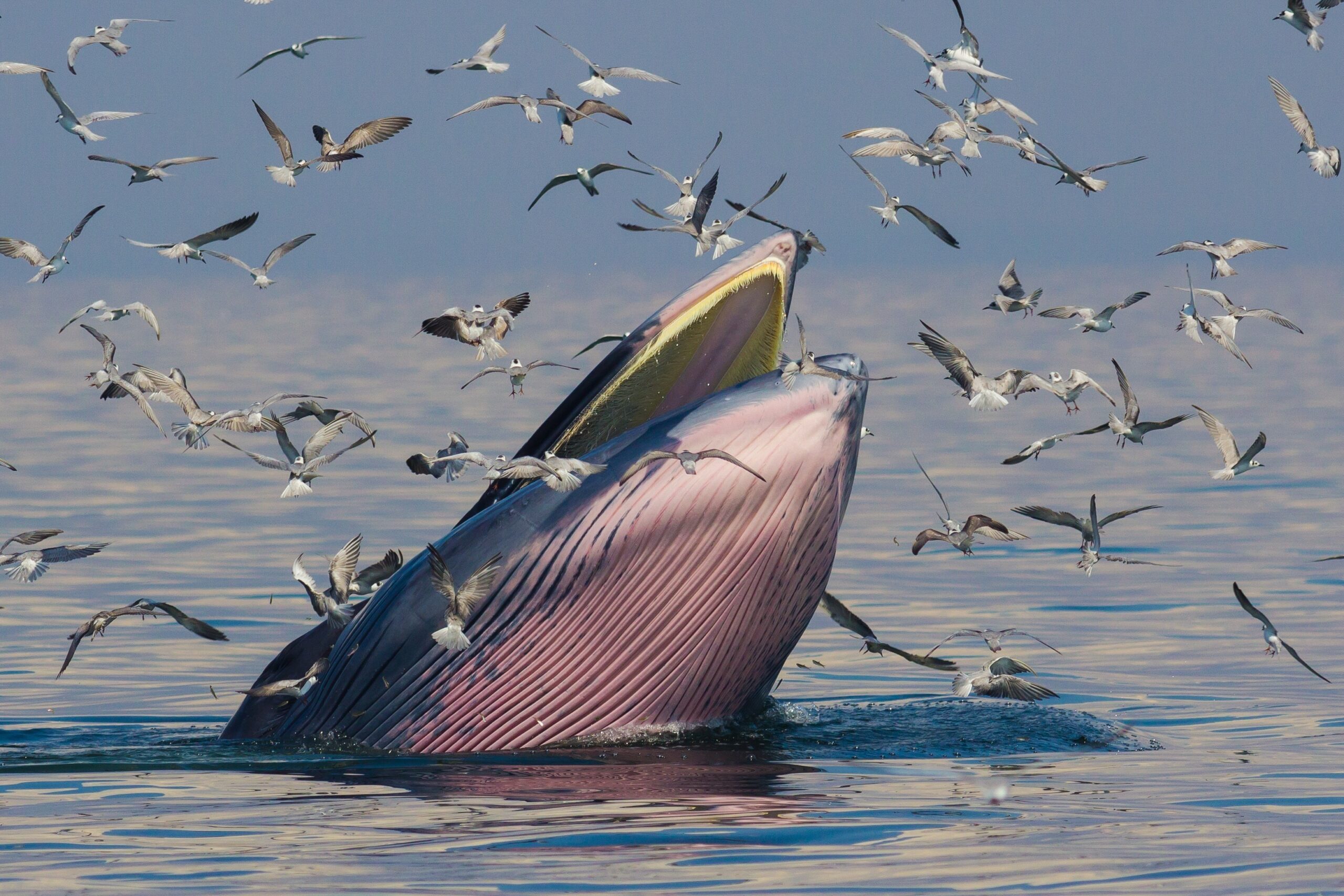 Bryde’s Whale