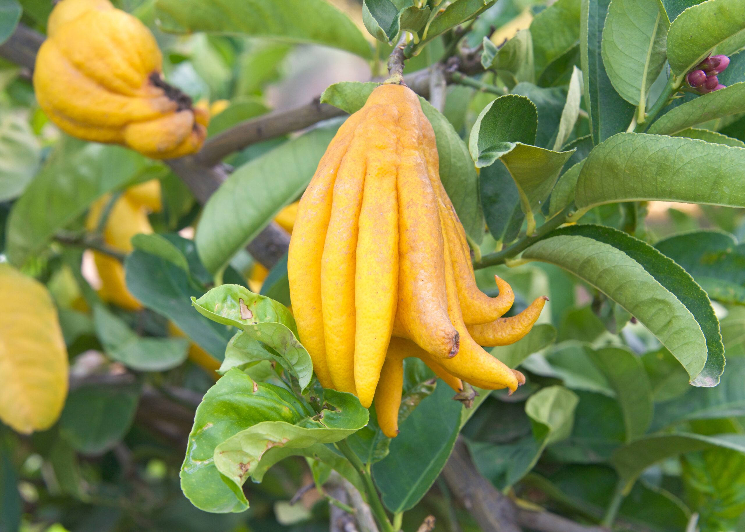 Buddha's Hand