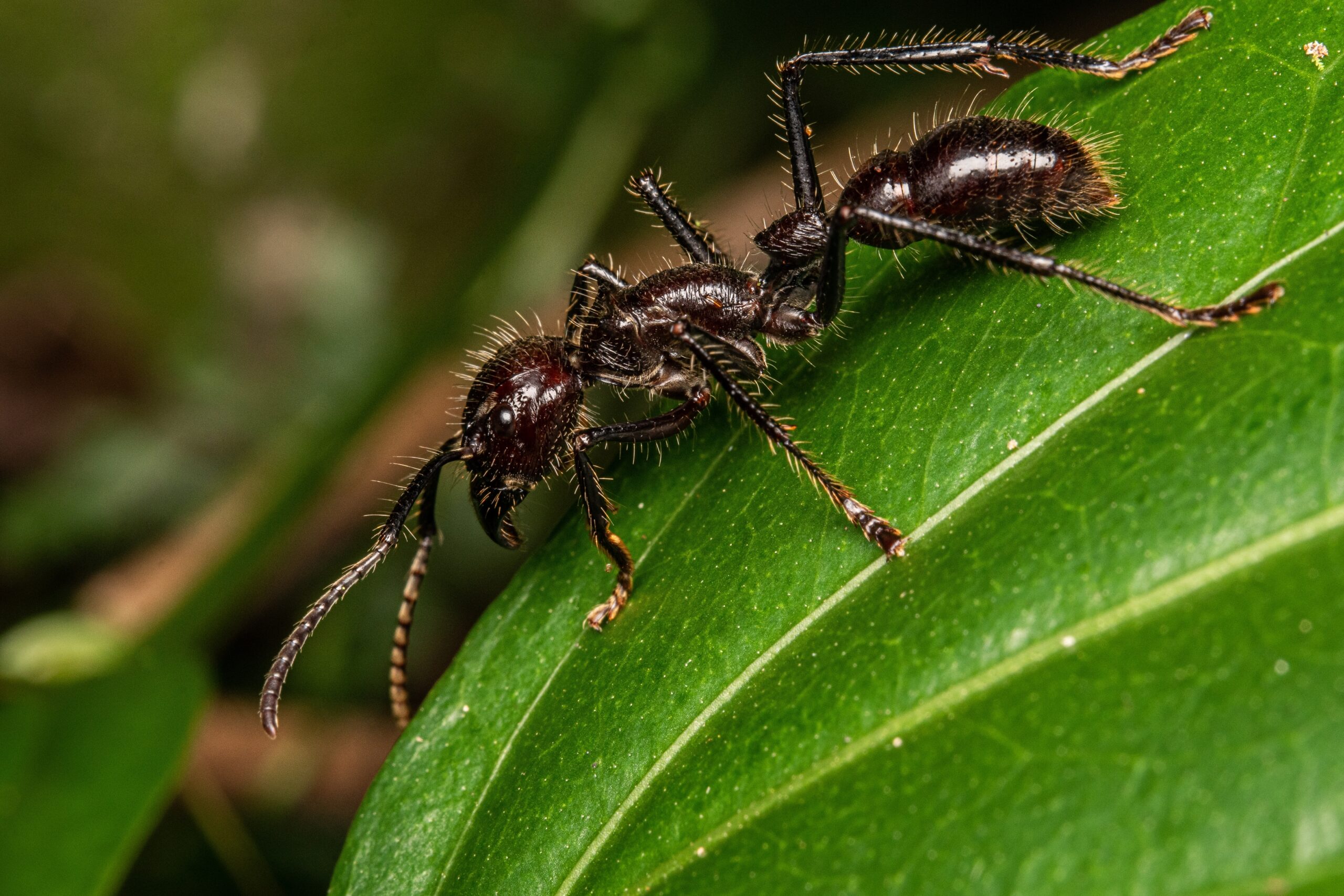 Bullet Ant