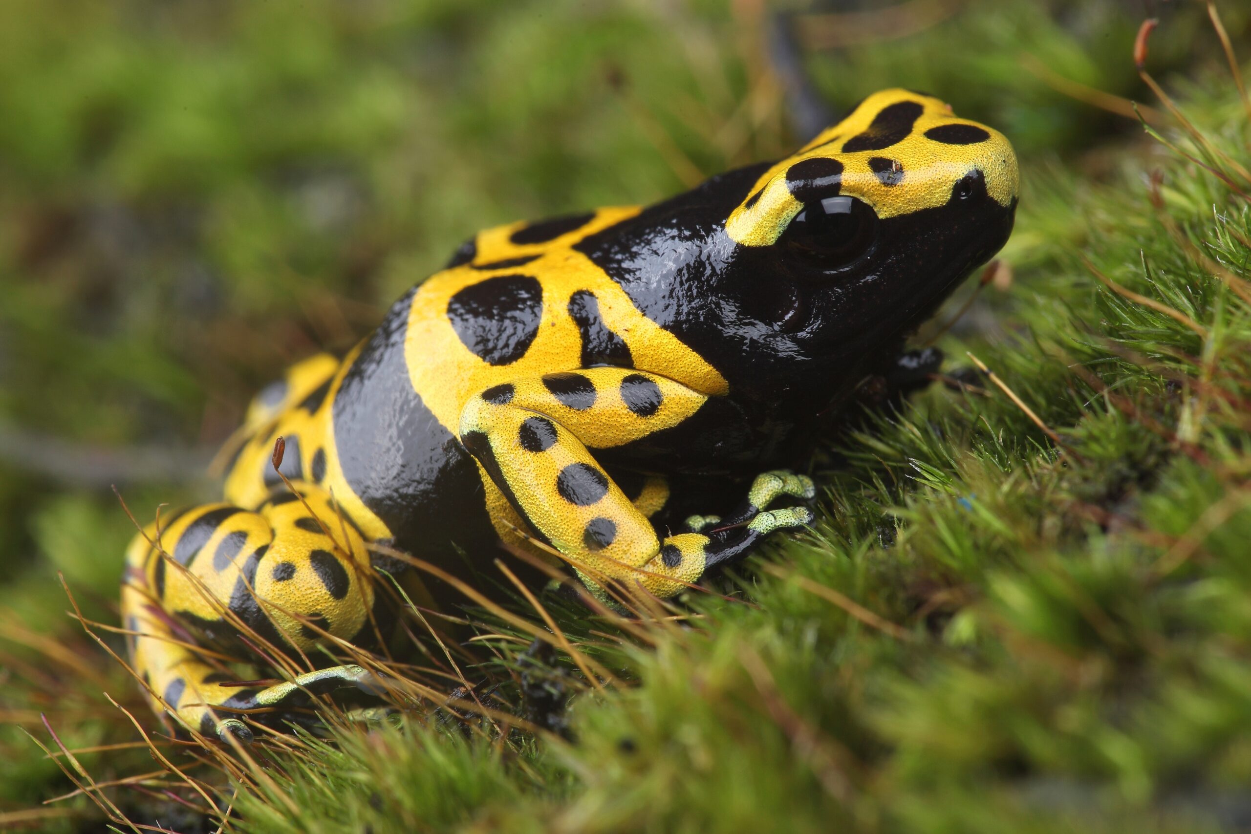 Bumblebee Poison Dart Frog