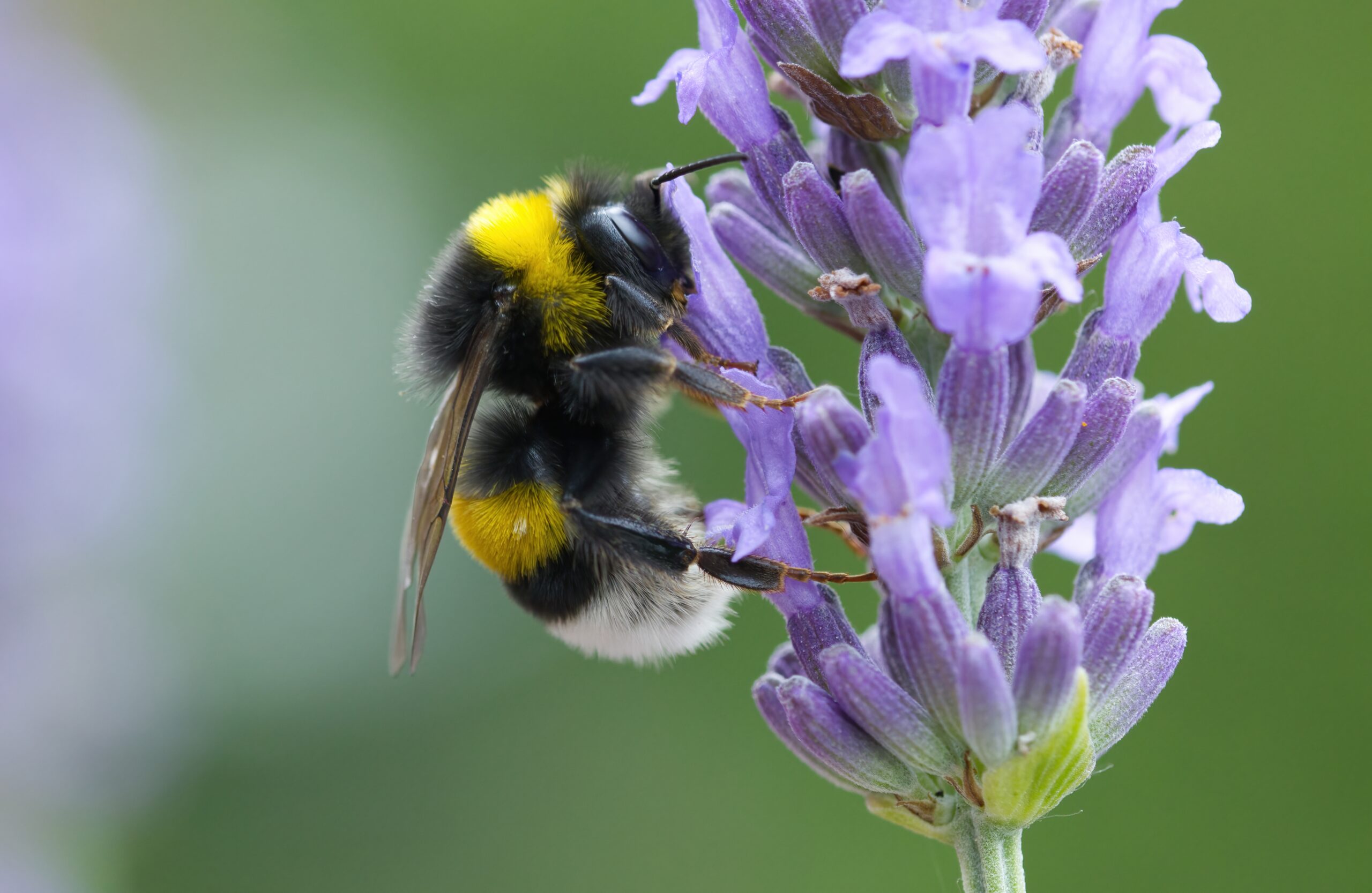 Bumblebees