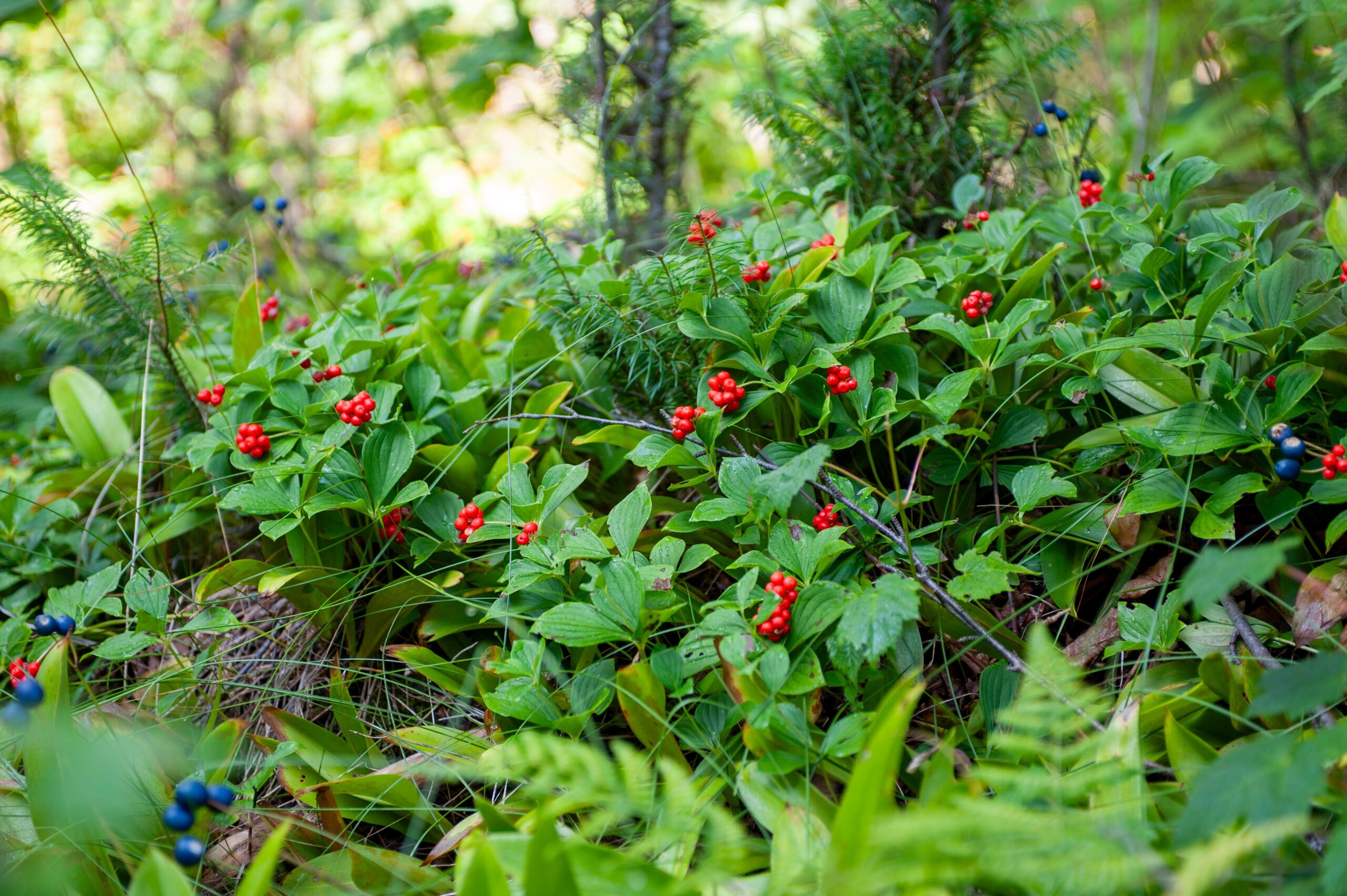 Bunchberry