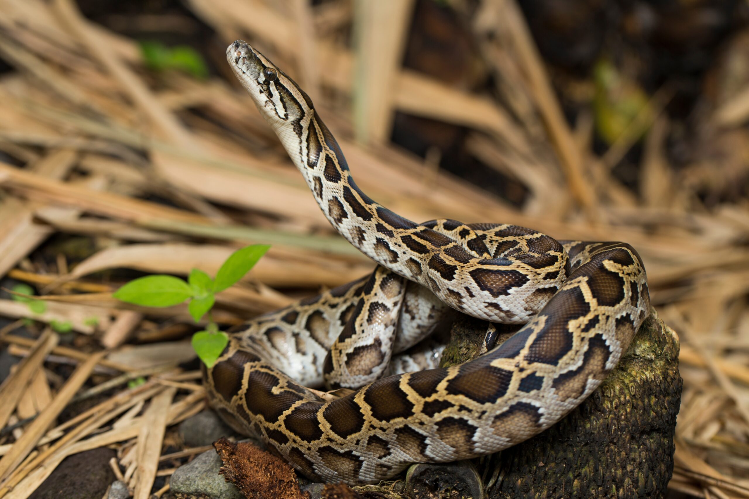 Burmese Python