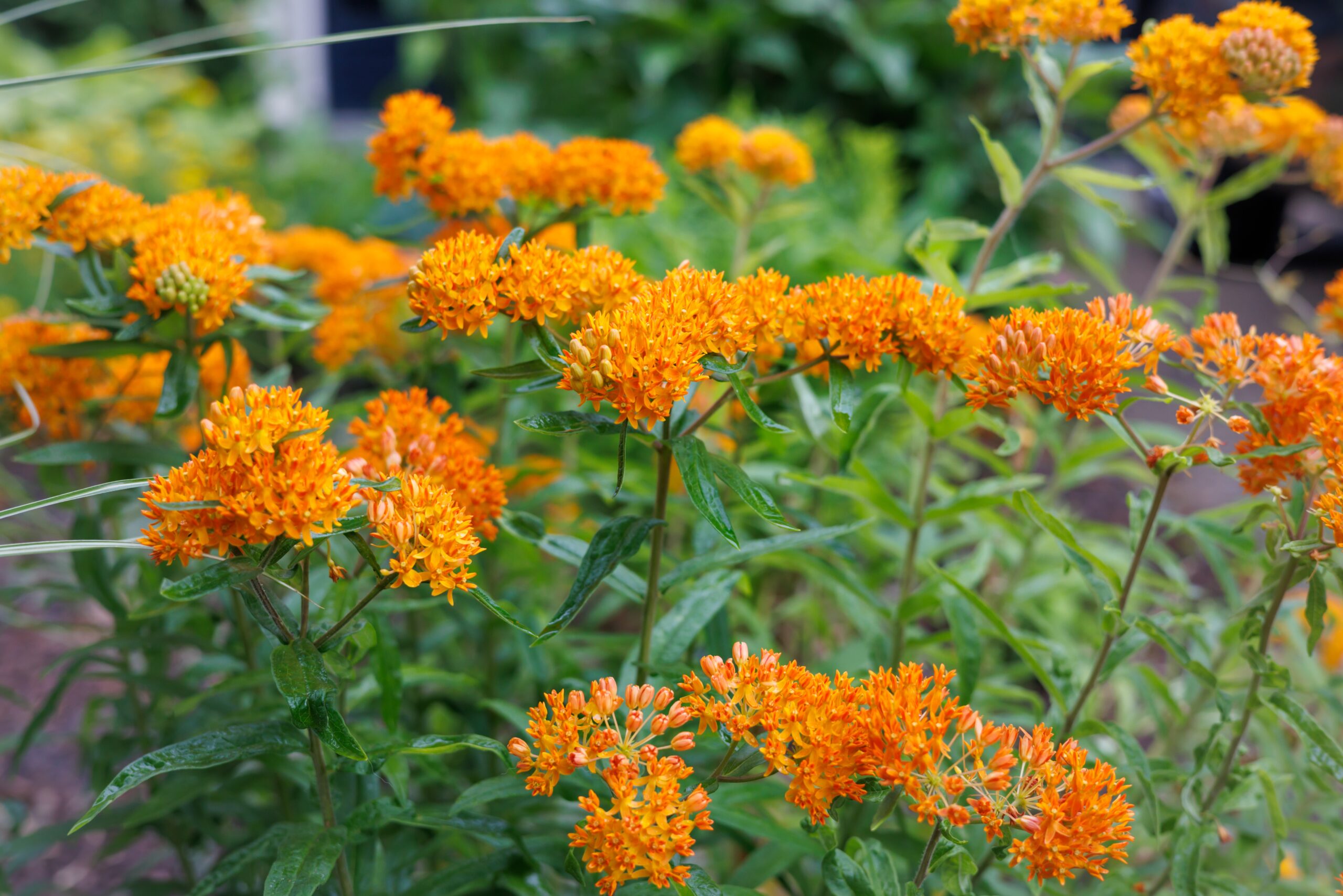 Butterfly Weed (Asclepias tuberosa)