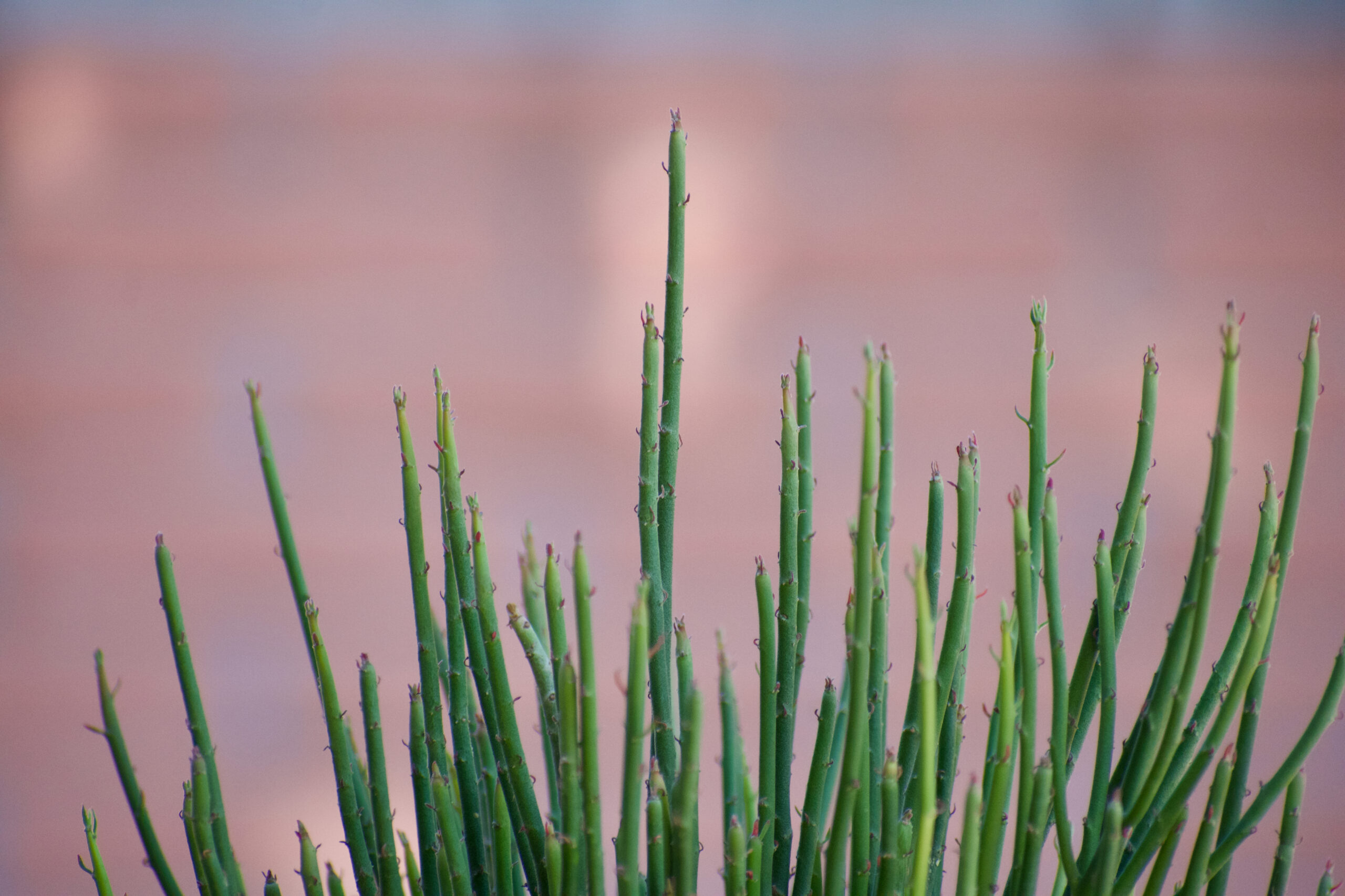 Candelilla (Euphorbia antisyphilitica)