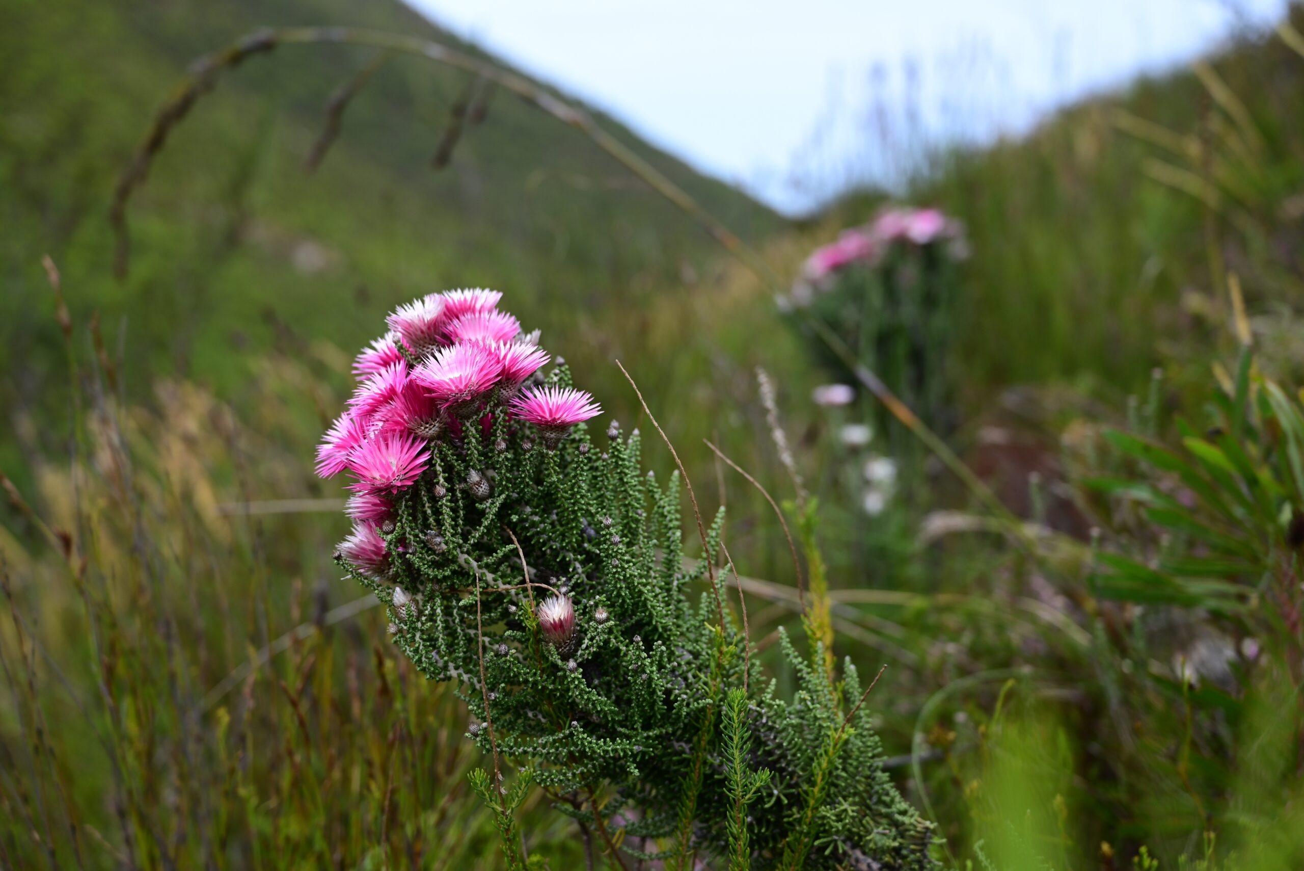 Cape Floral Kingdom