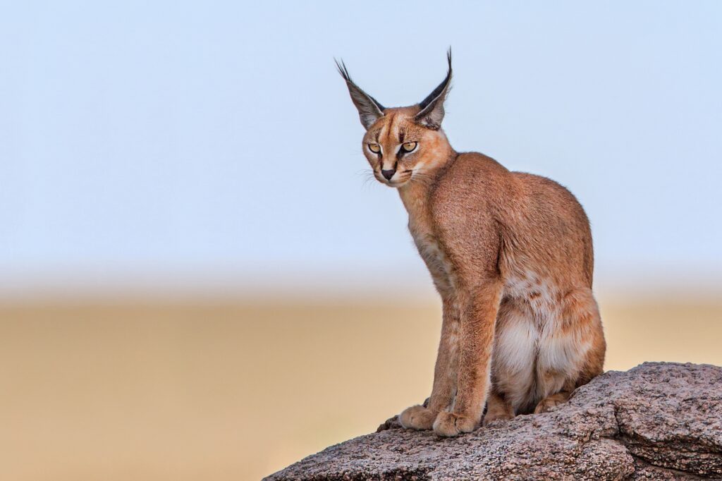 Caracal