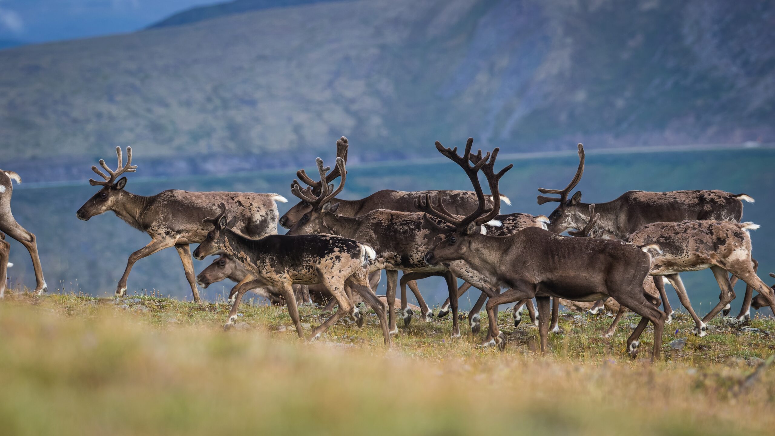 Caribou Migration in North America