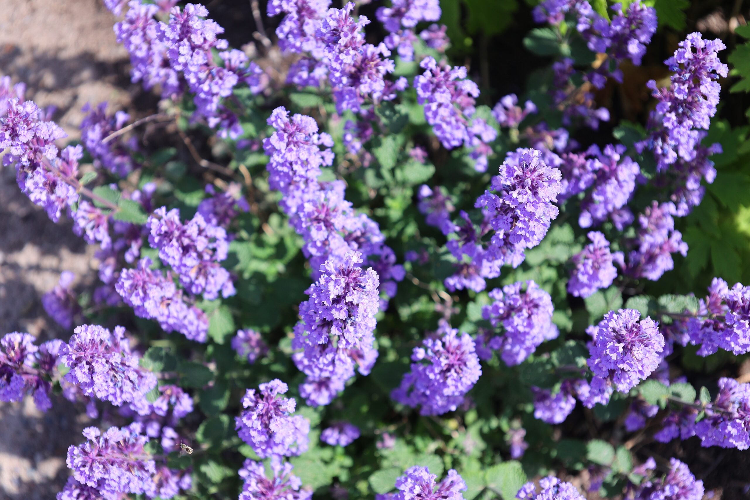 Catmint (Nepeta)