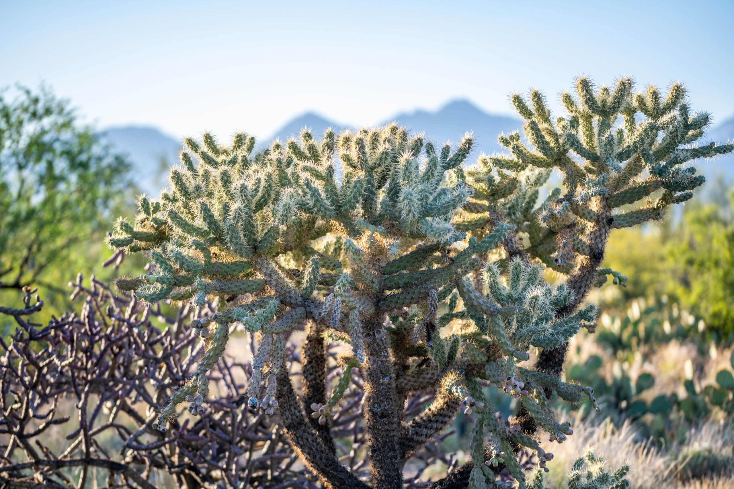 Chain Fruit Cholla