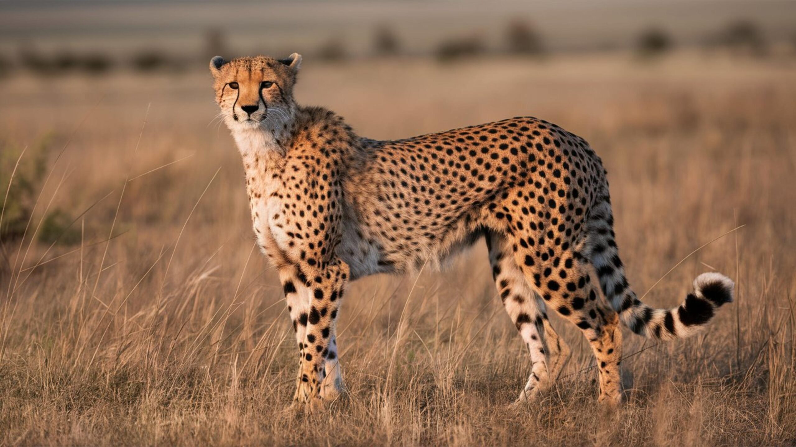 Cheetah