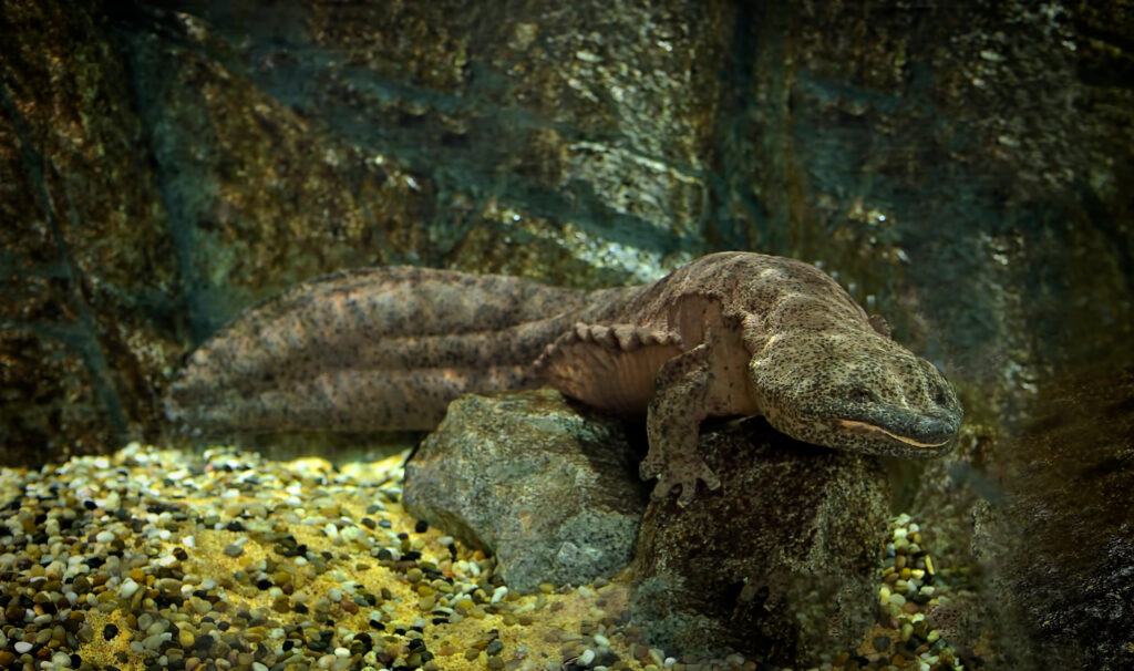 Chinese Giant Salamander