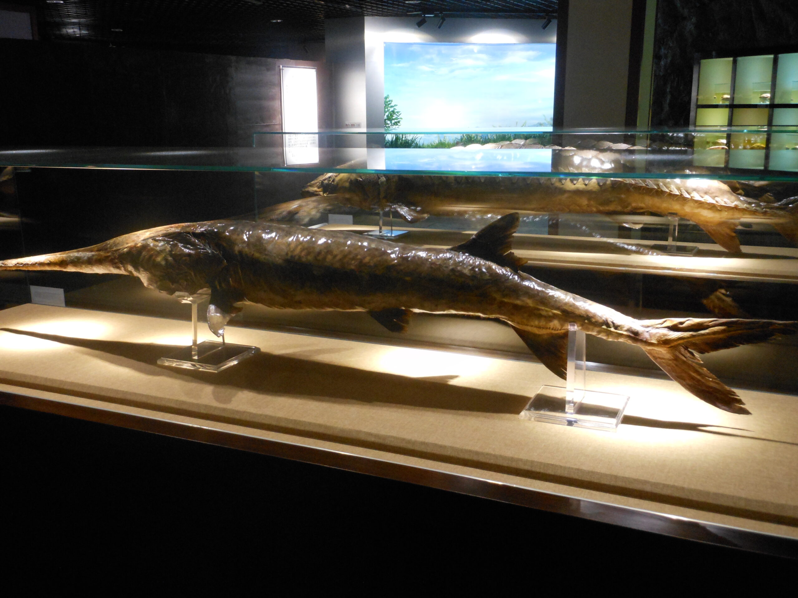 Chinese Paddlefish