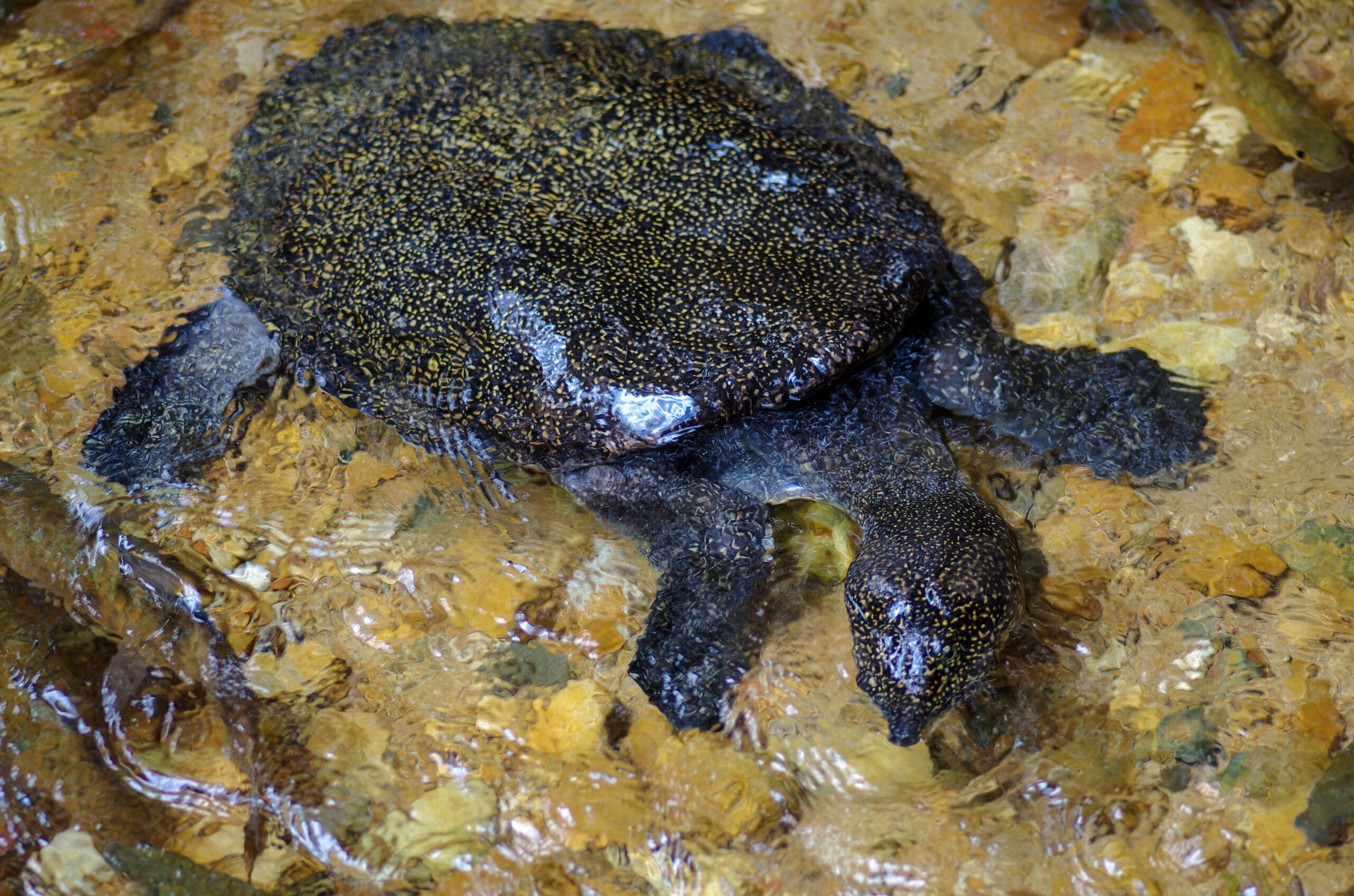 Chinese Softshell Turtle