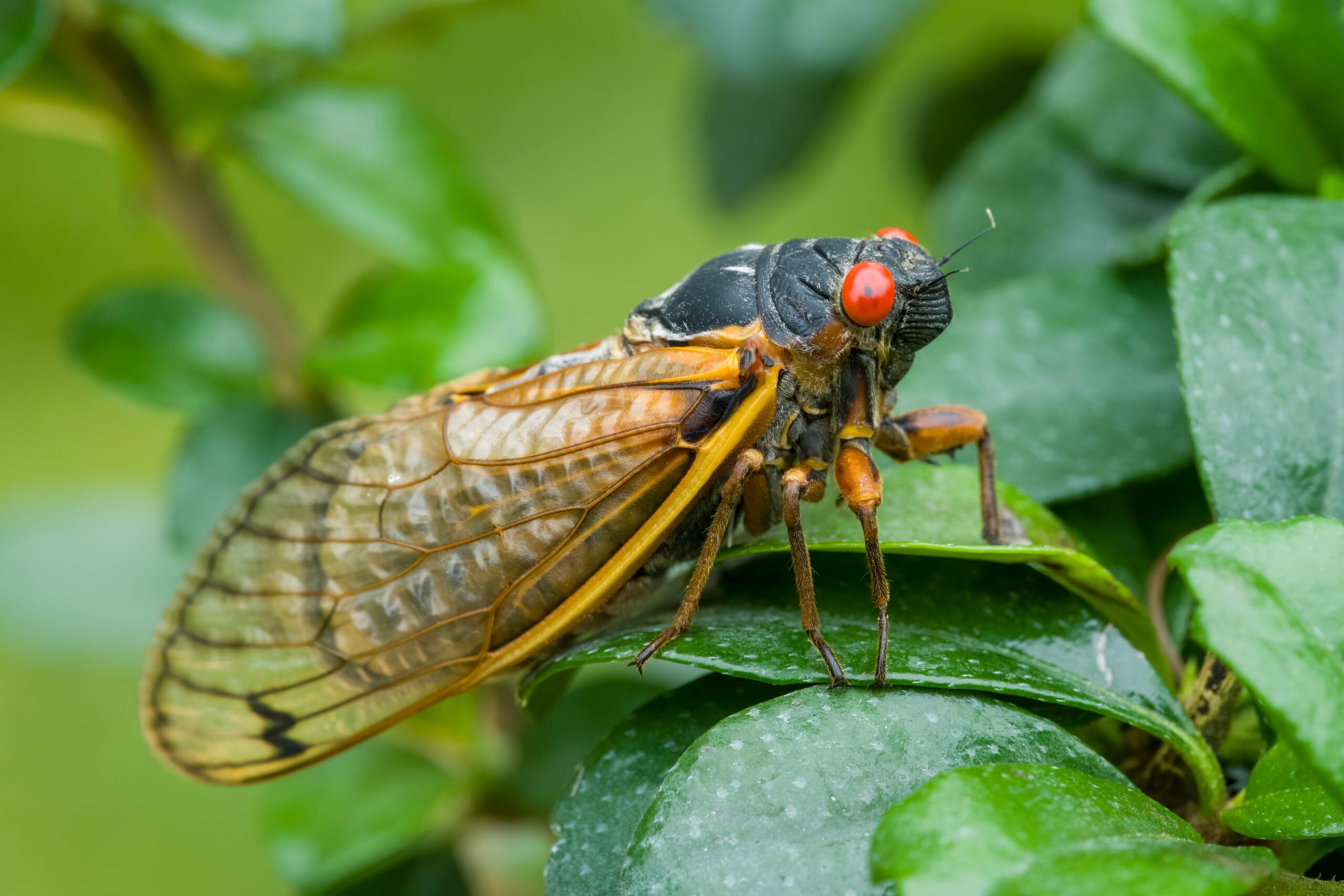 Cicada