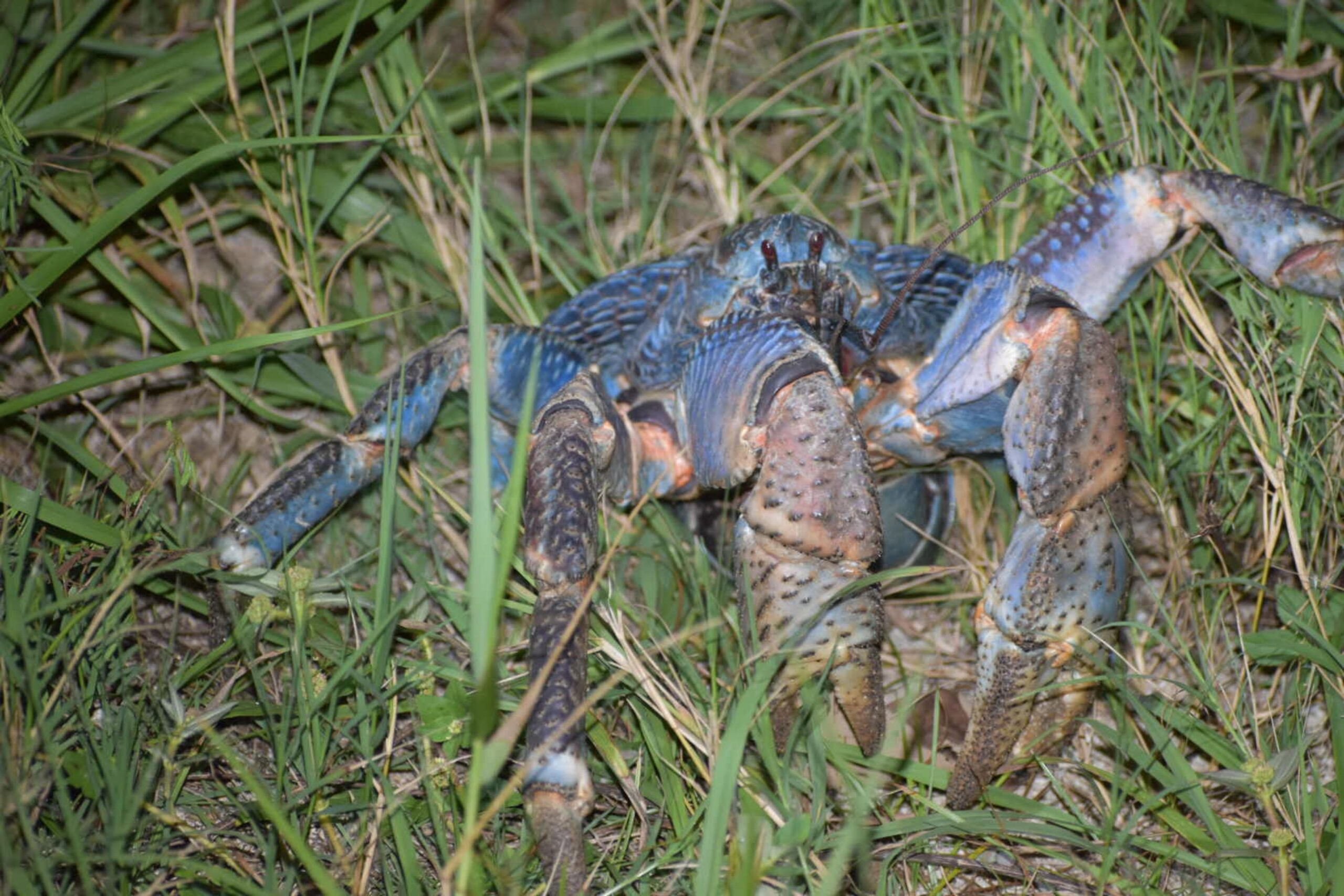 Coconut Crab