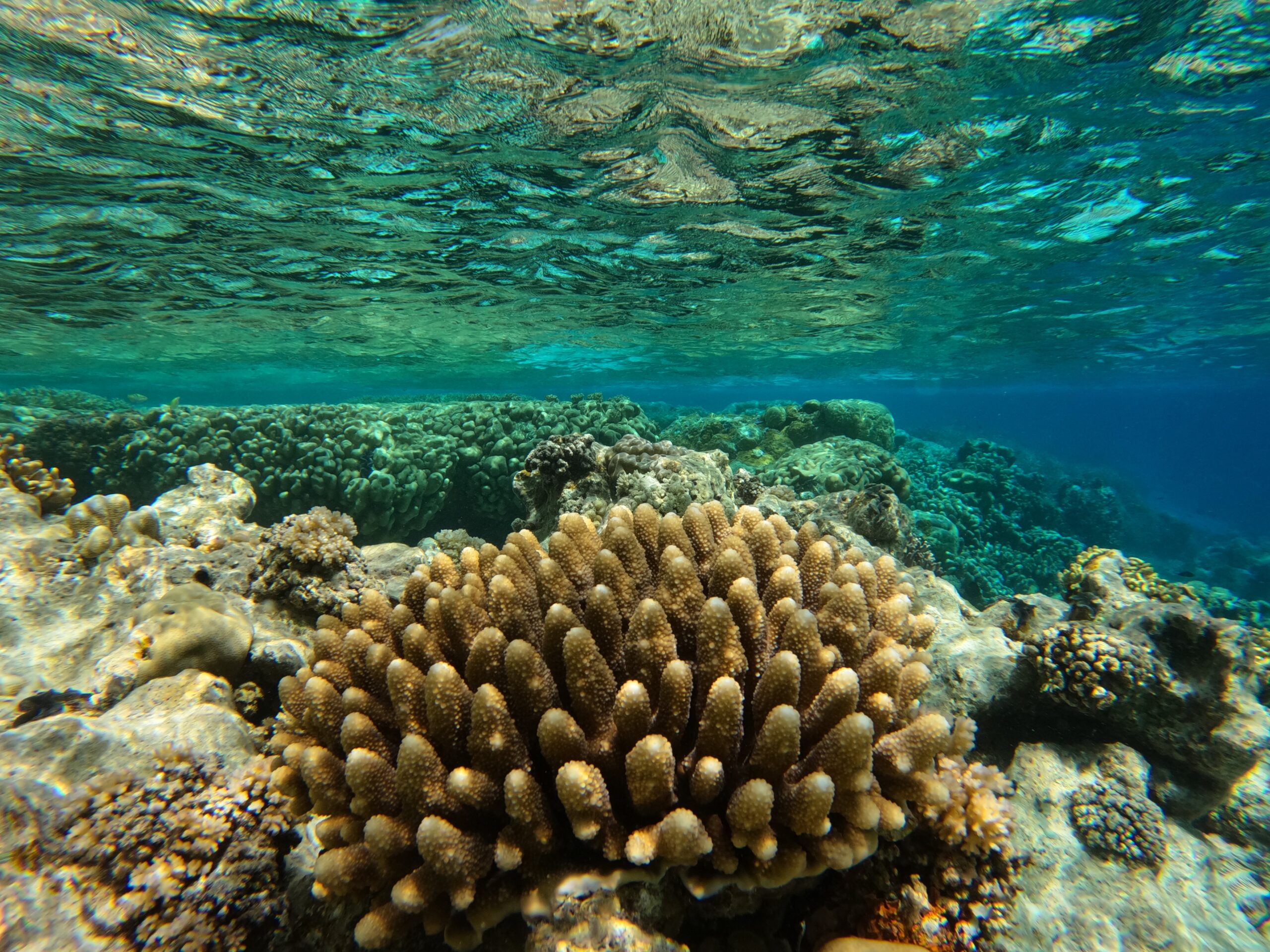 Cocos Island Coral Reefs