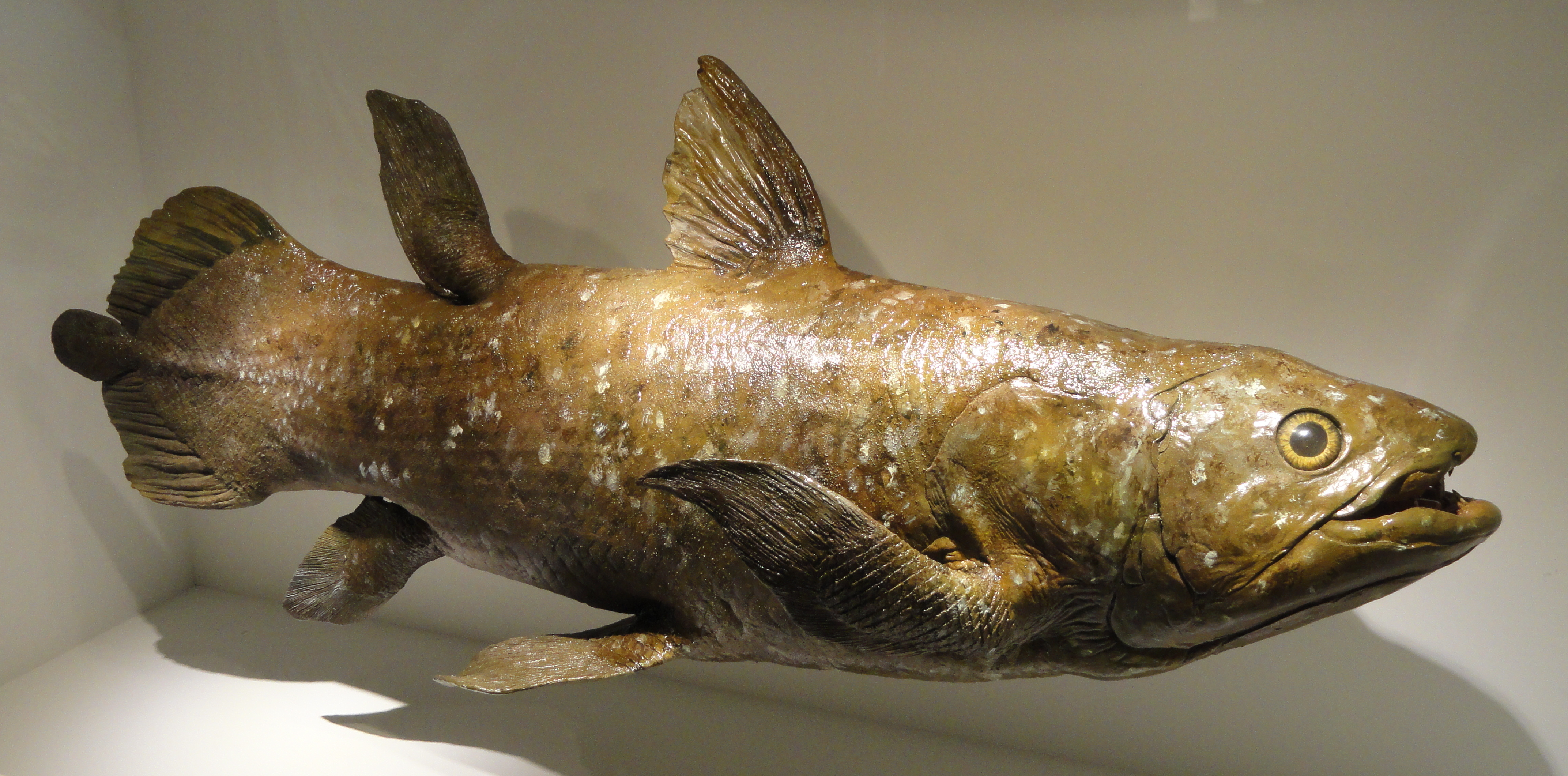 Coelacanth