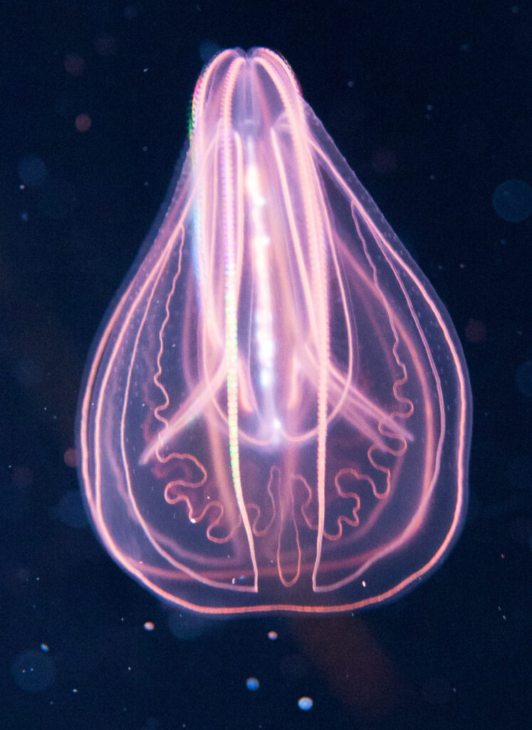 Comb Jelly