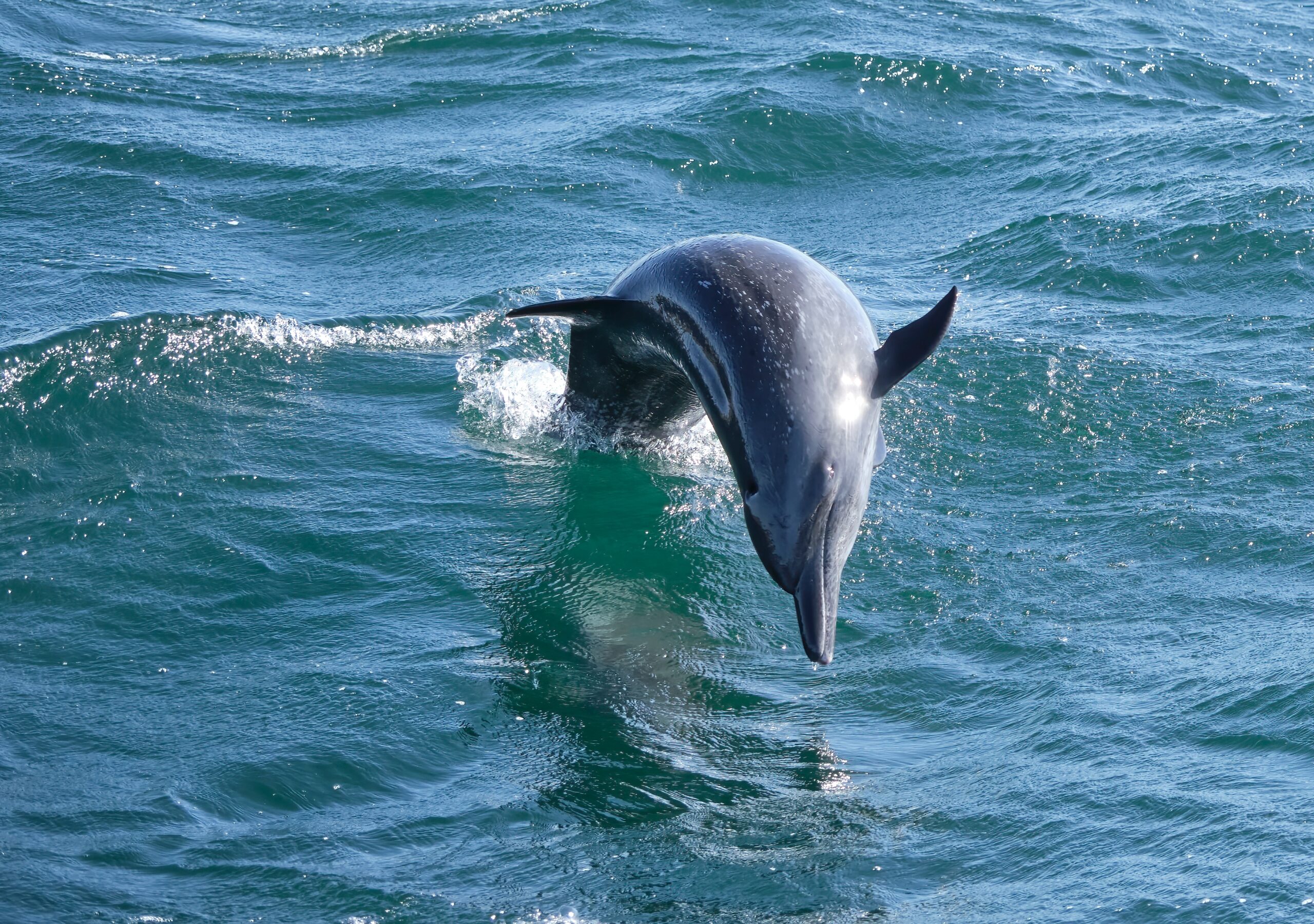 Common Bottlenose Dolphin