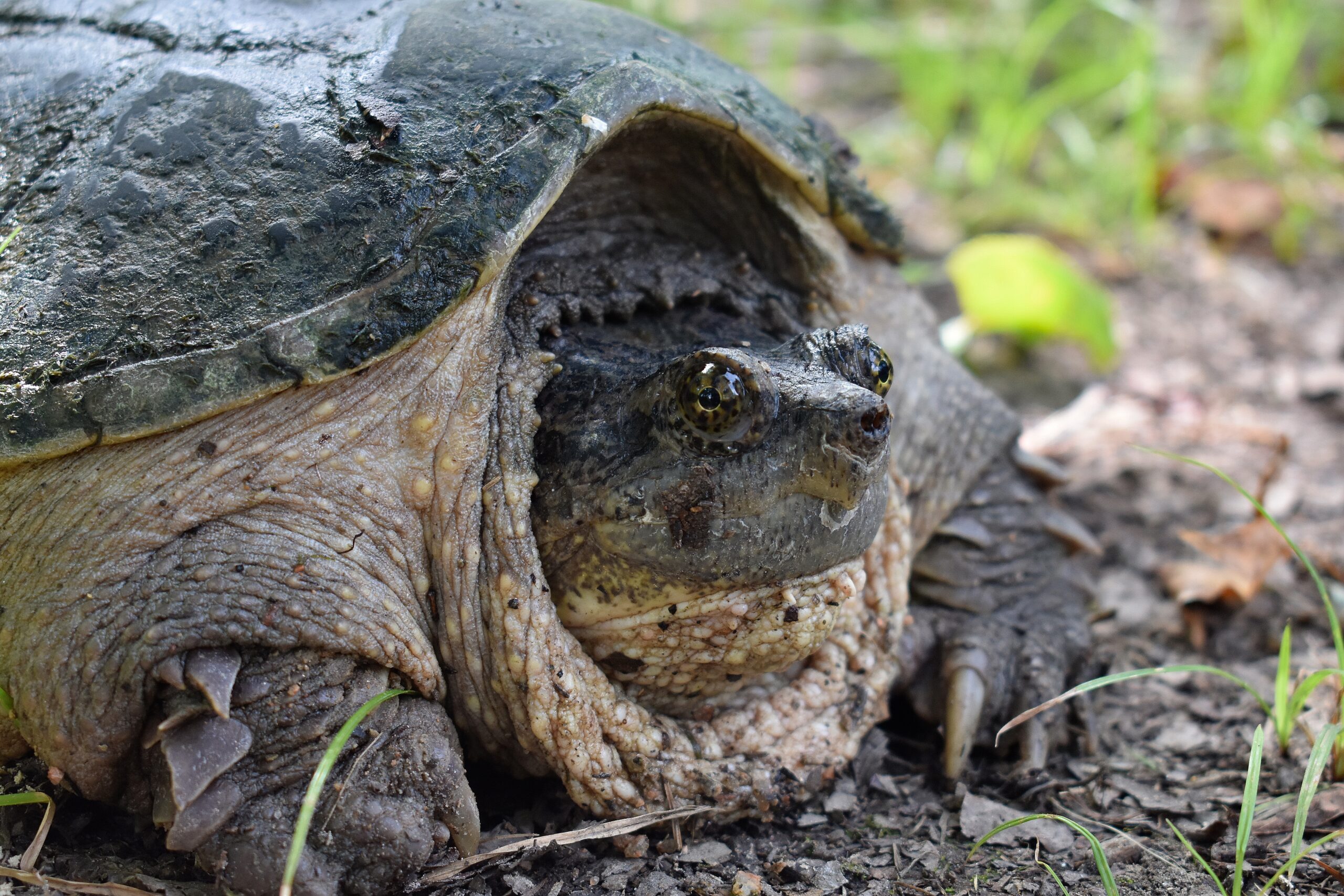 Common Snapping Turtle