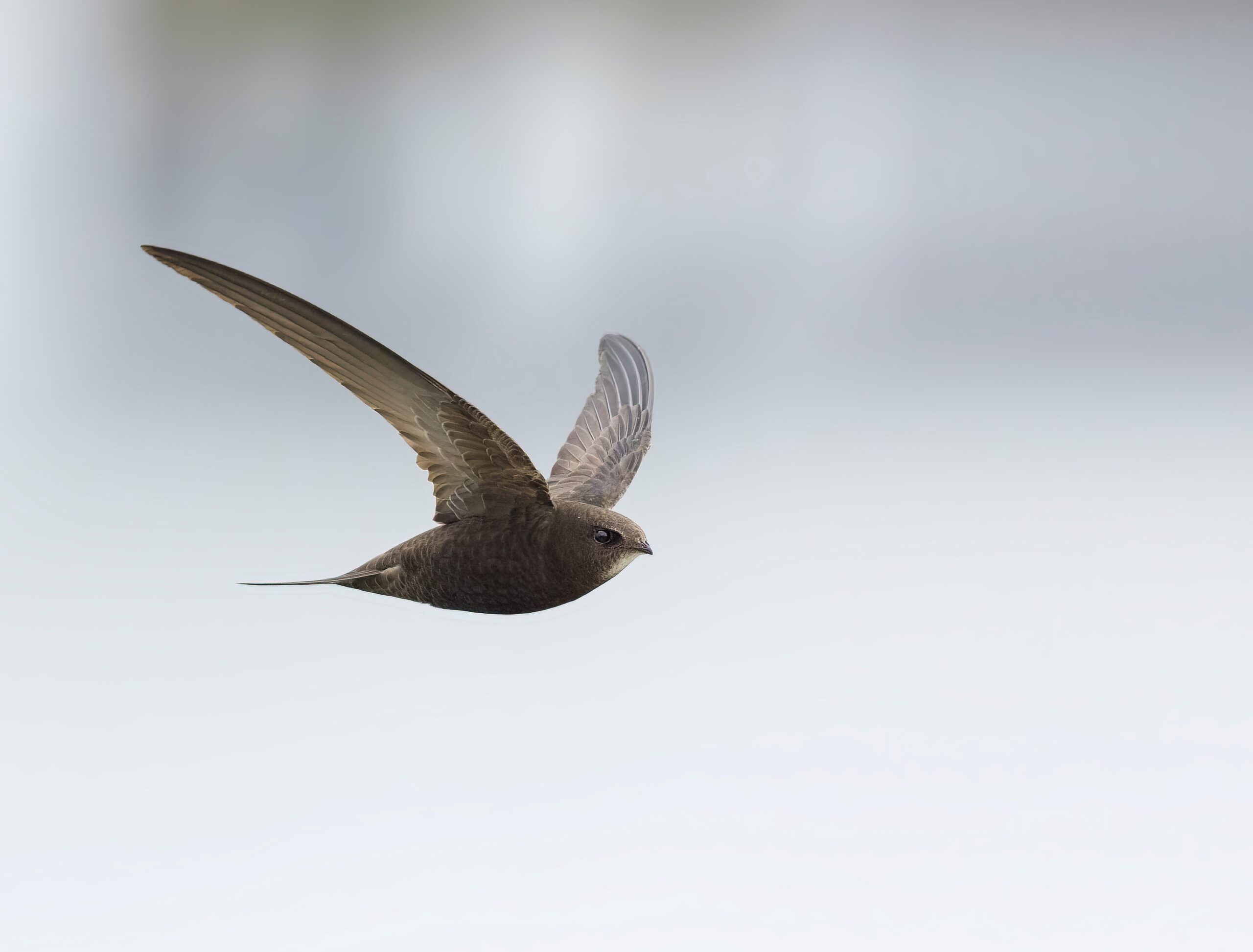 Common Swift