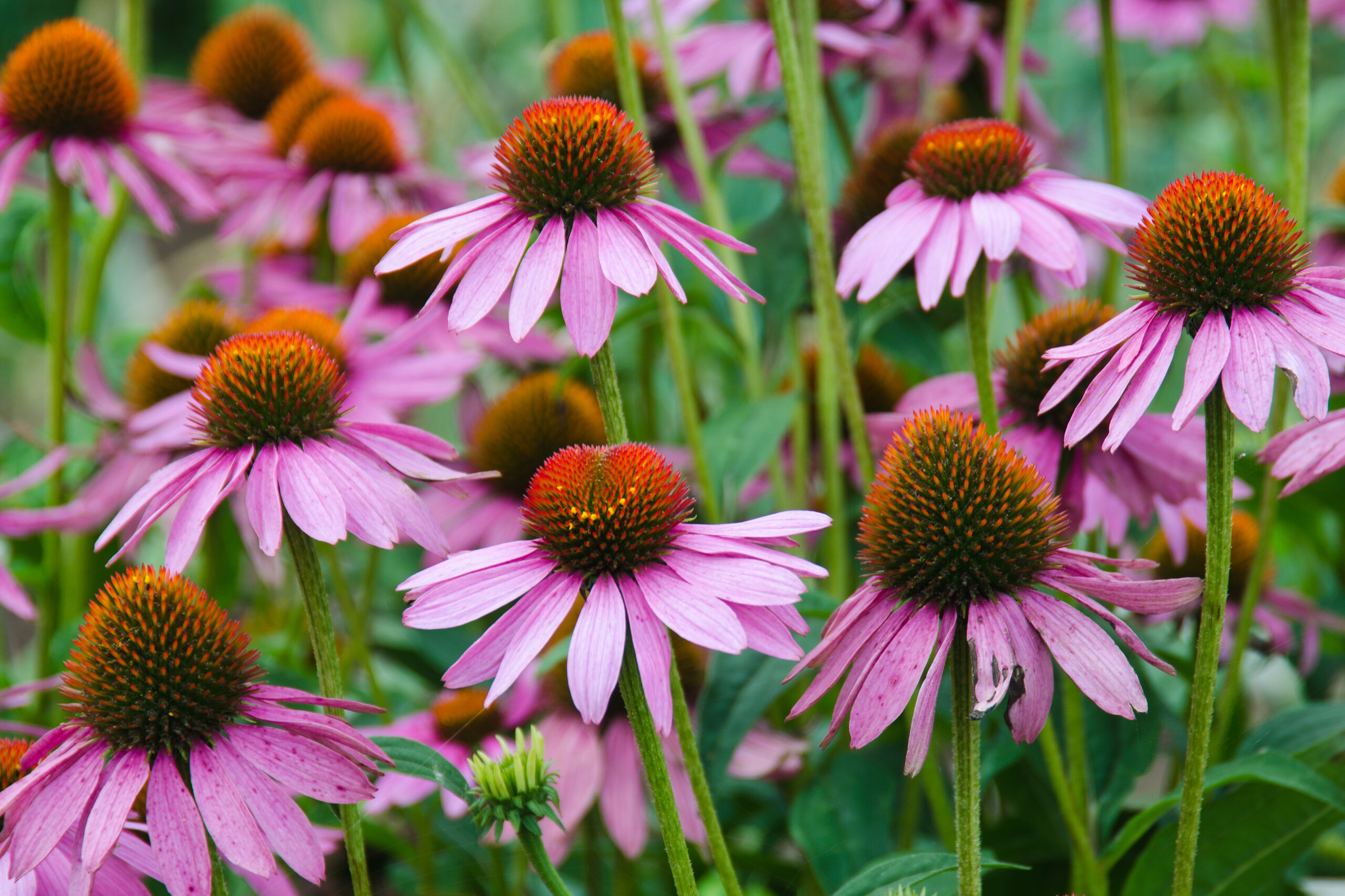 Coneflower (Echinacea)