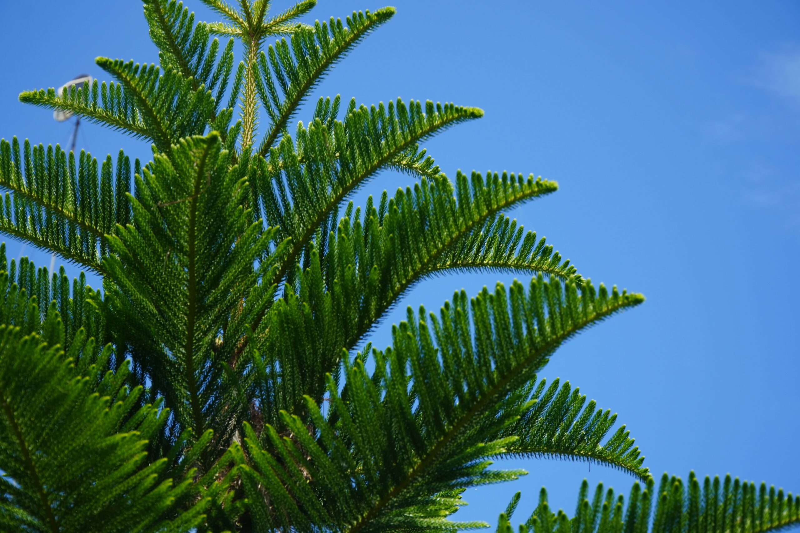 Cook Pine (Araucaria columnaris)