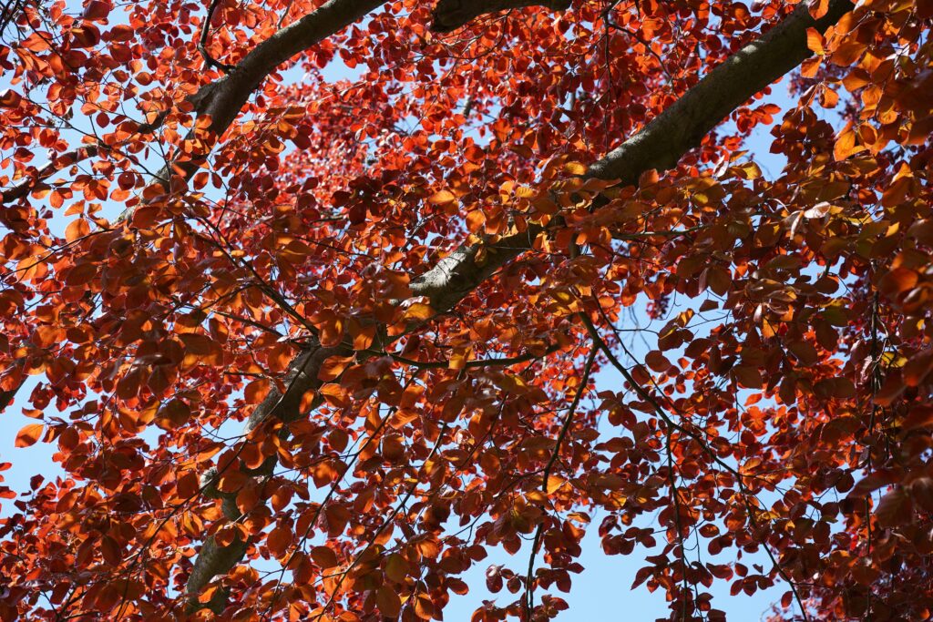 Copper Beech (Fagus sylvatica 'Purpurea')