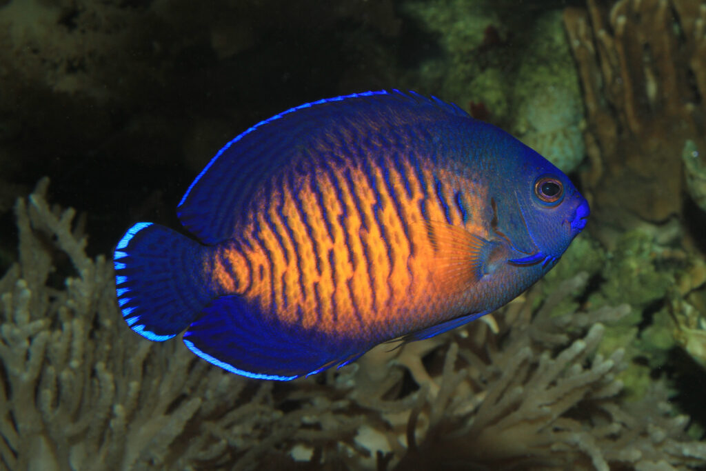 Coral Beauty Angelfish