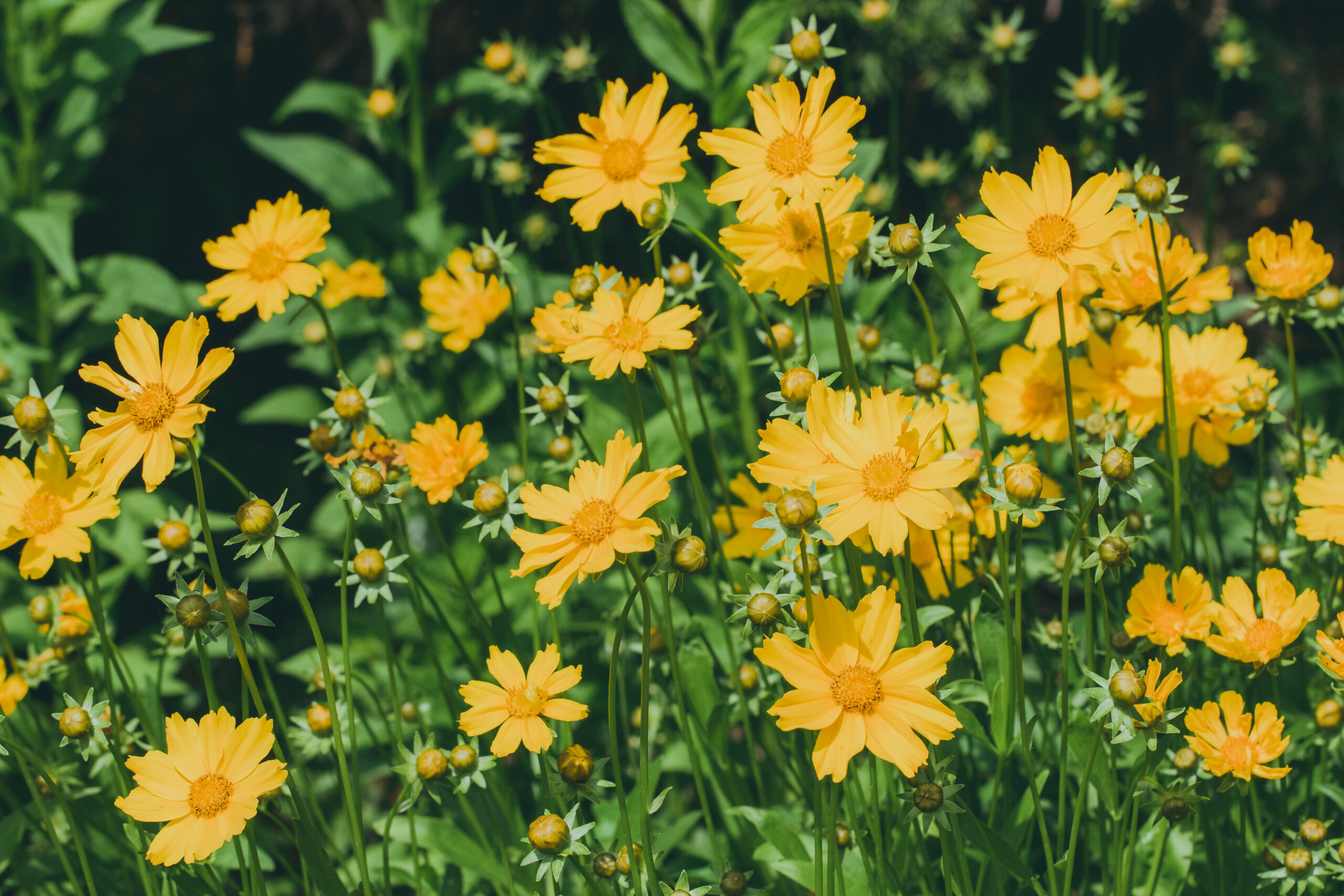 Coreopsis (Tickseed)