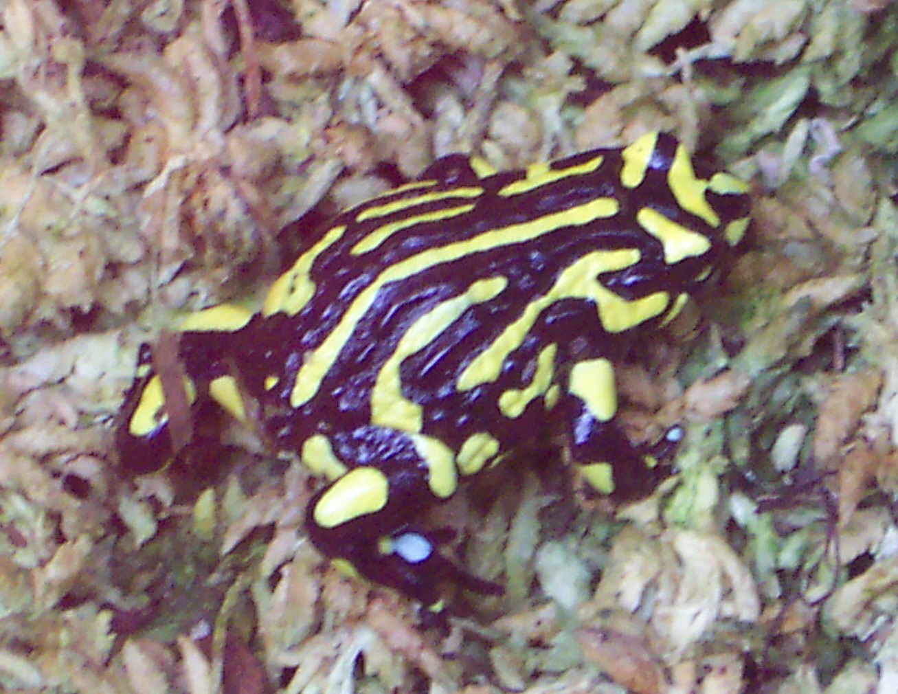 Corroboree Frog