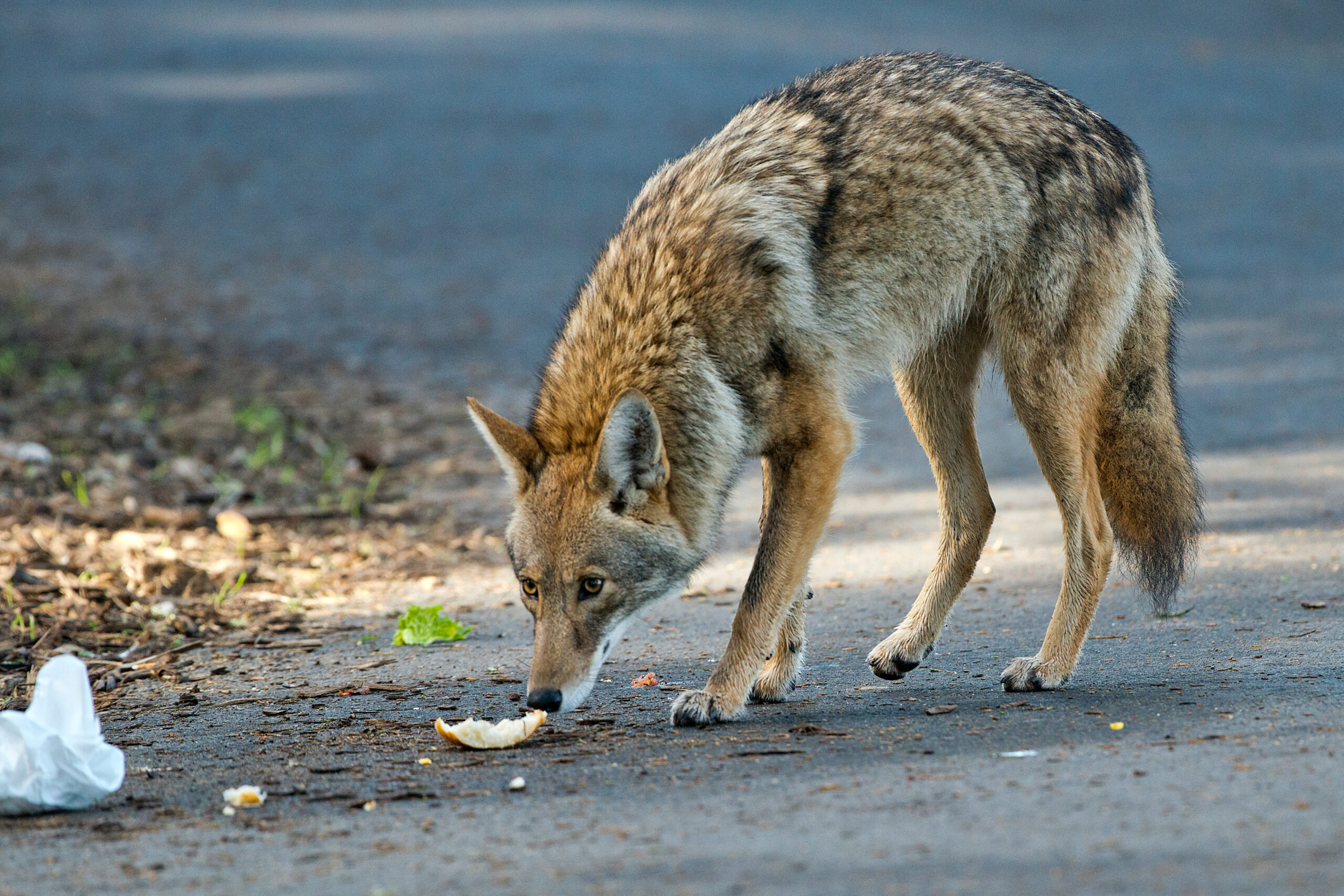 Coyote in the city