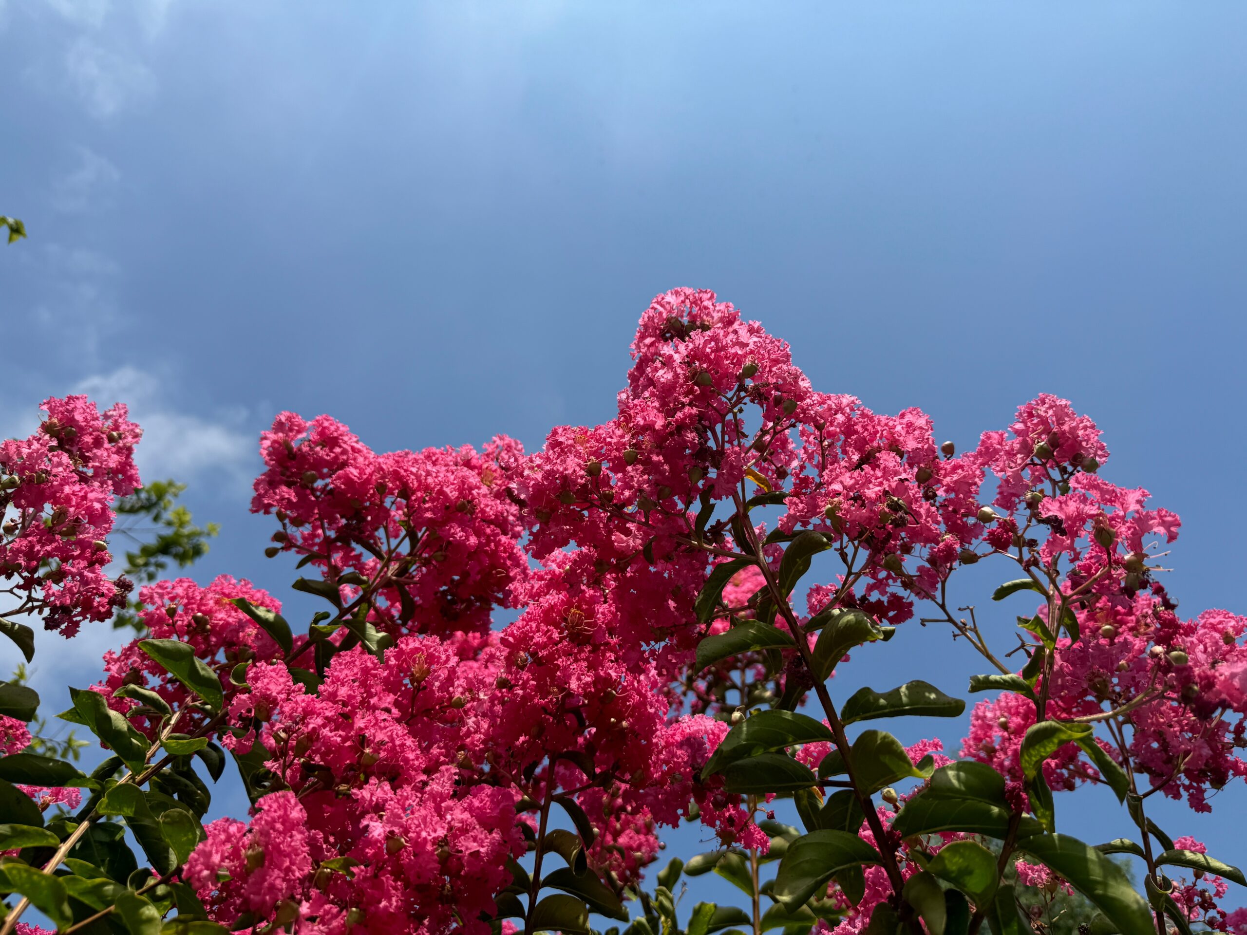 Crape Myrtle (Lagerstroemia indica)