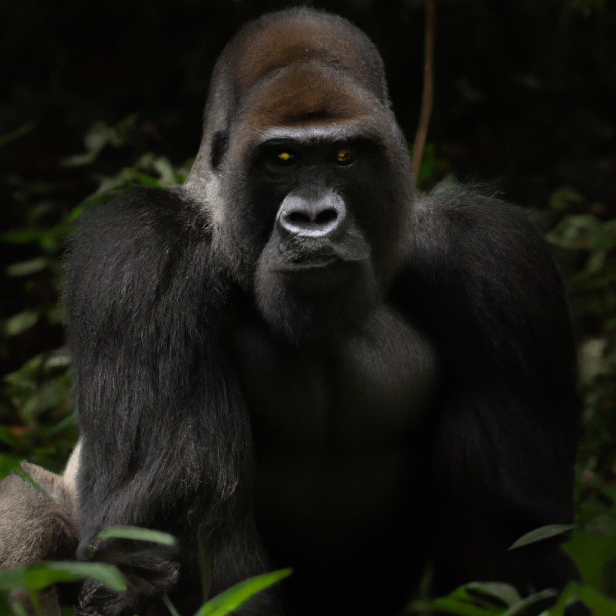 Cross River Gorilla