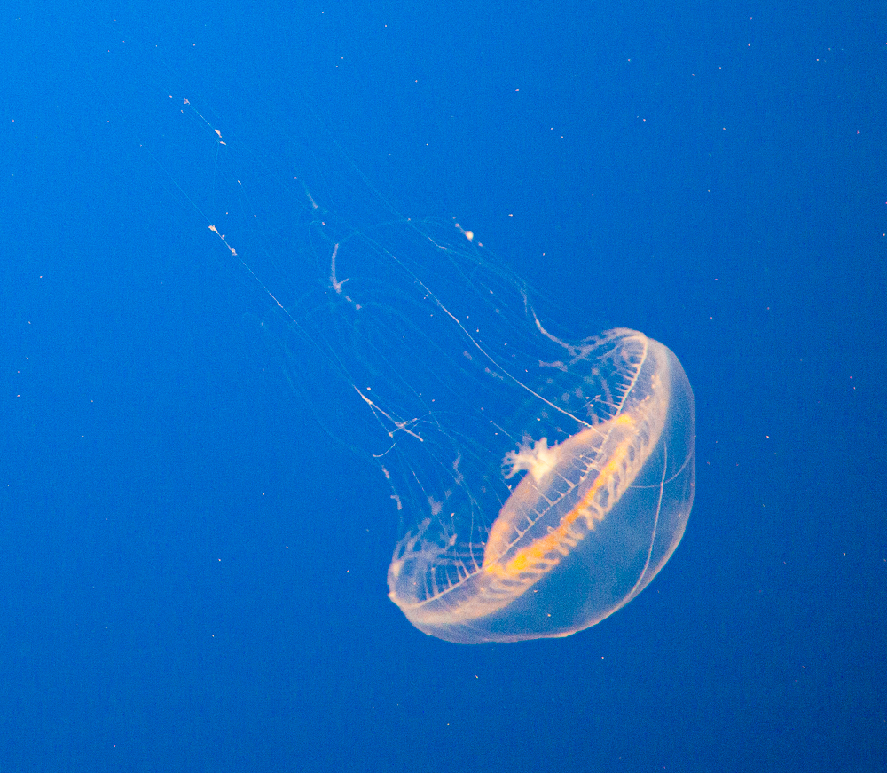 Crystal Jellyfish