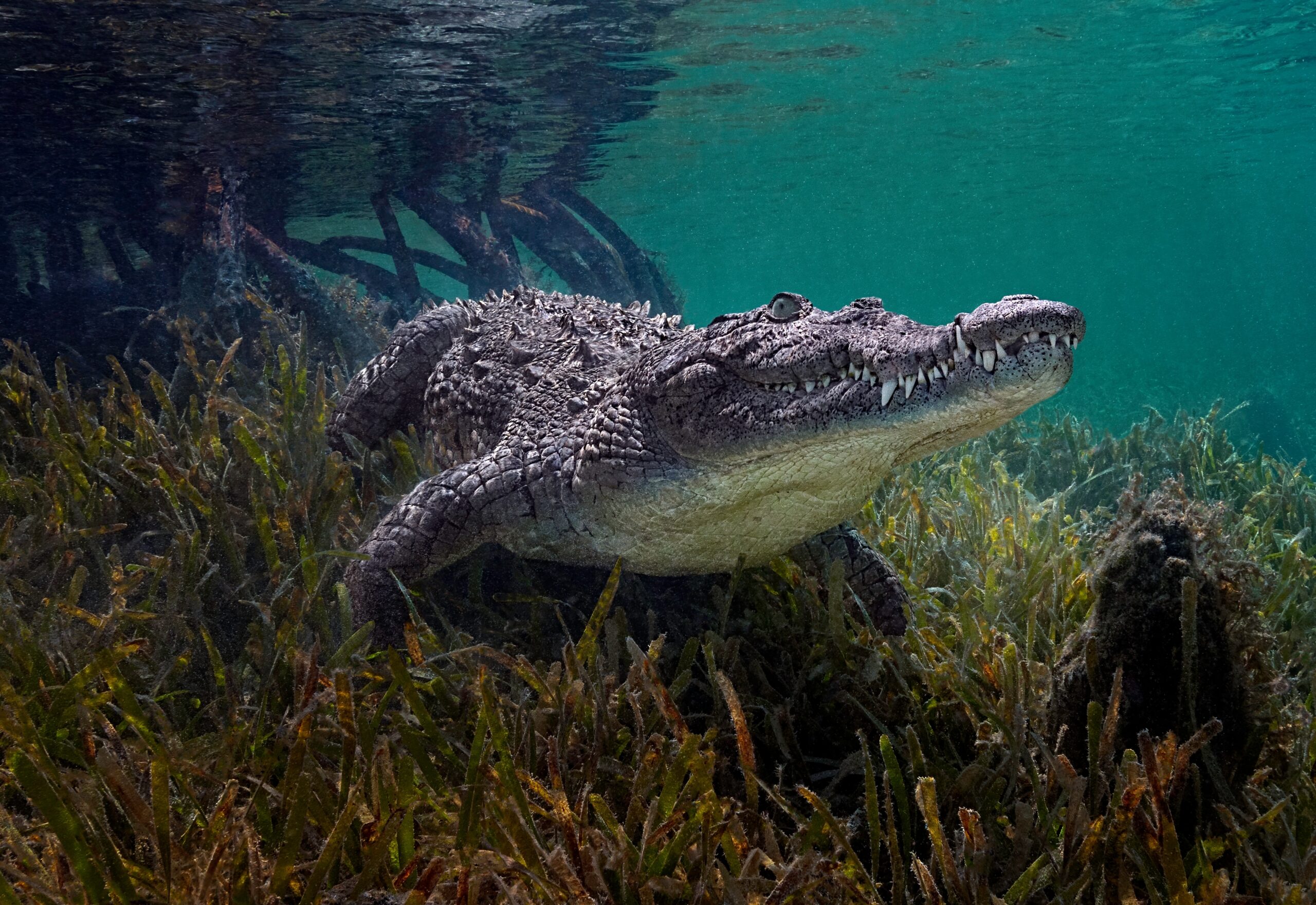 Cuban Crocodile