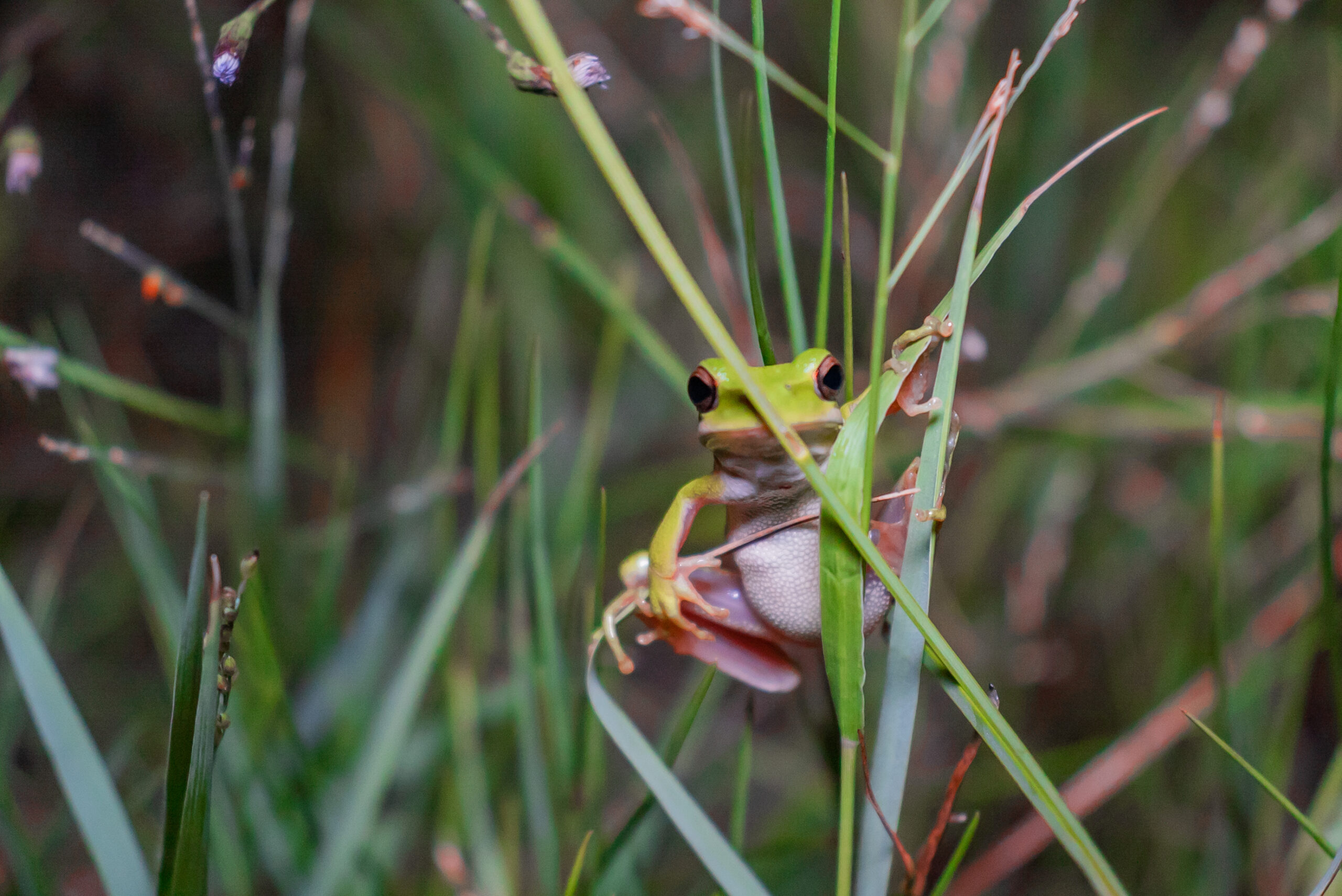 Darwin’s Frog