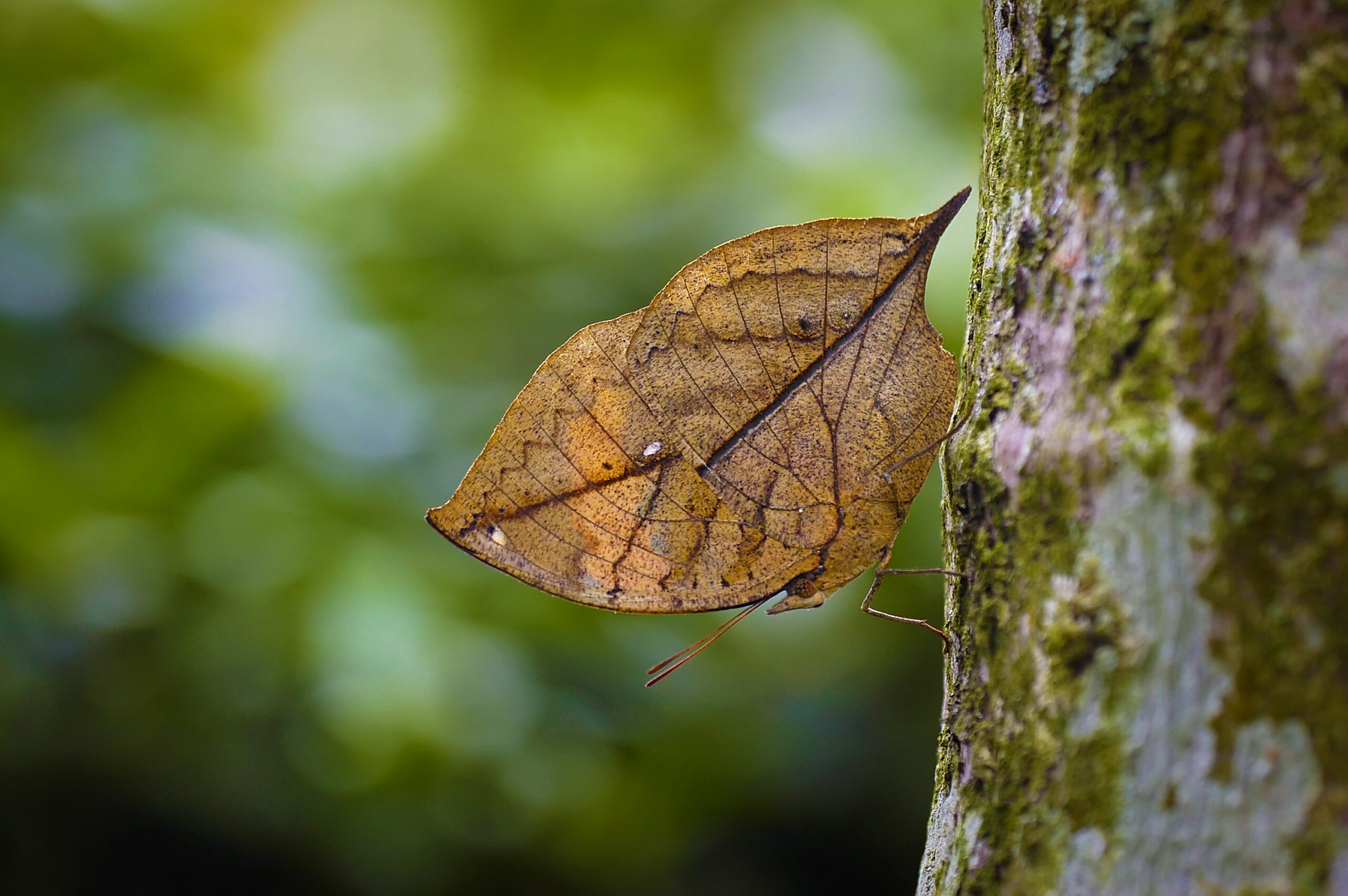 Dead Leaf Butterfly