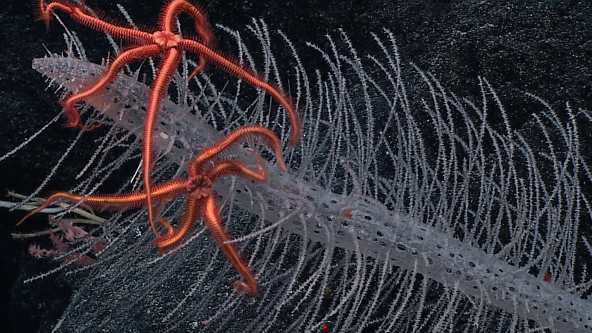 Deep-sea Brittle Star