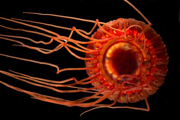 Deep-sea Jellyfish (Atolla Jellyfish)