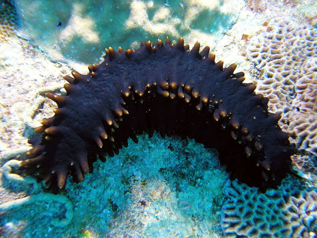 Deep-sea Sea Cucumber