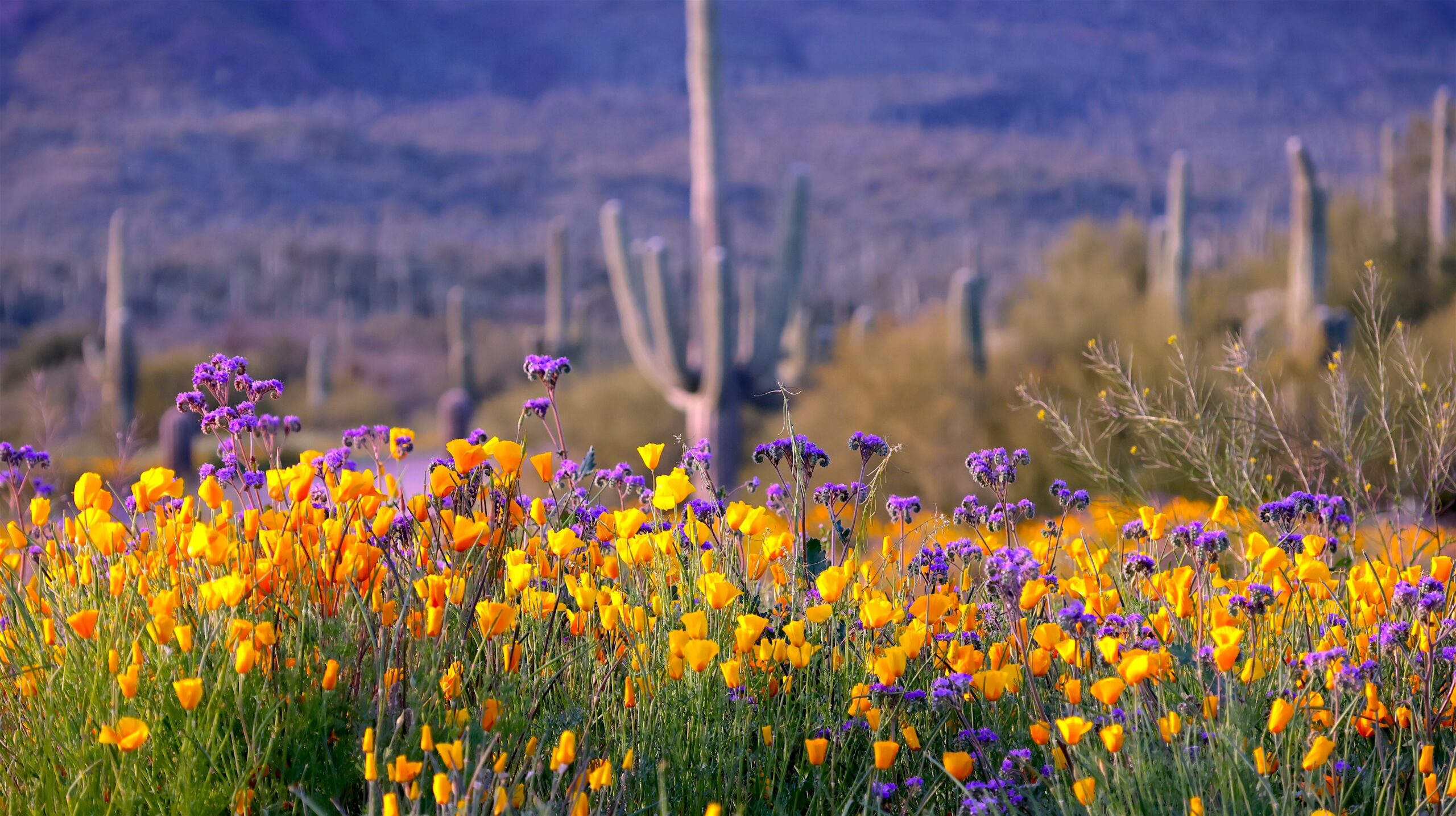 Desert Bloom