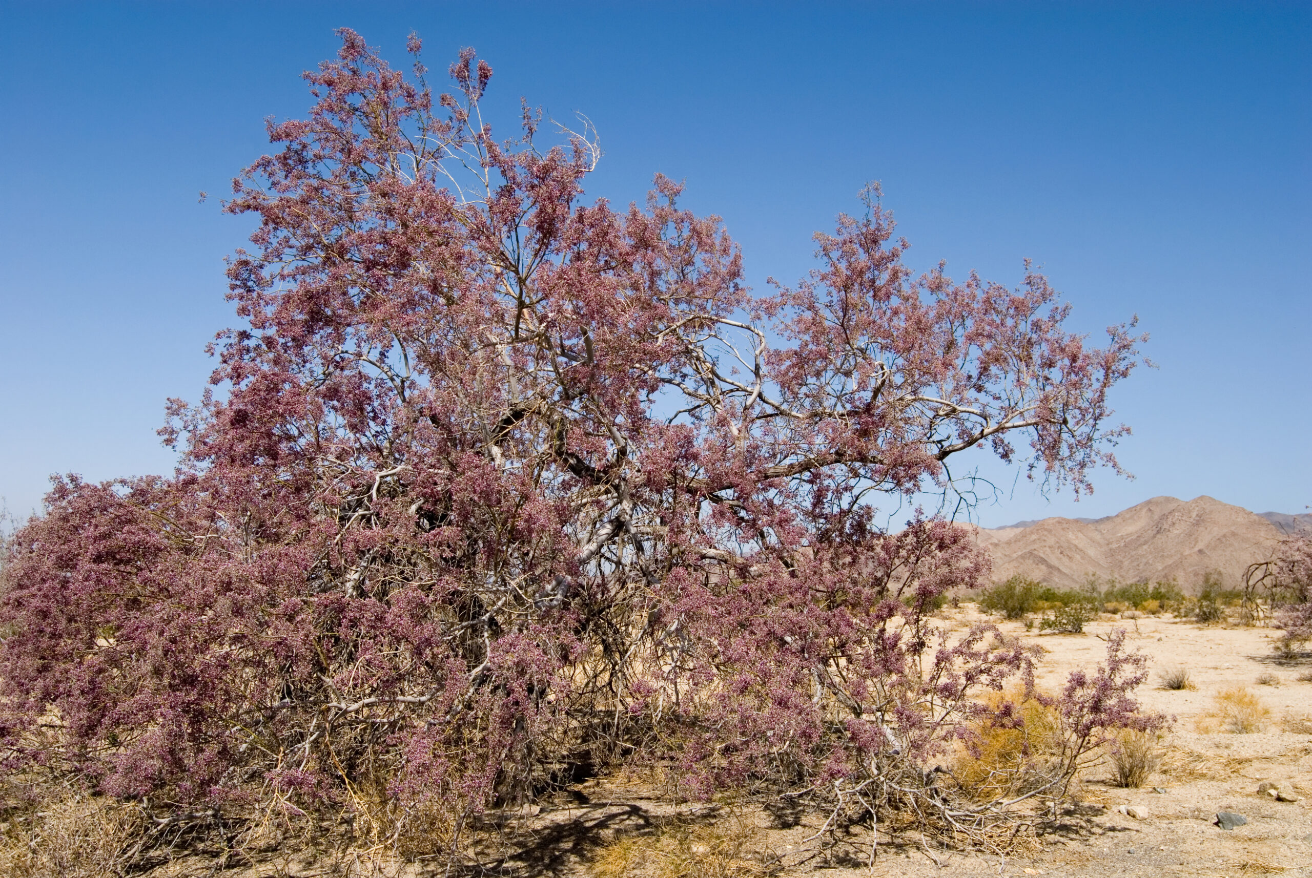 Desert Ironwood