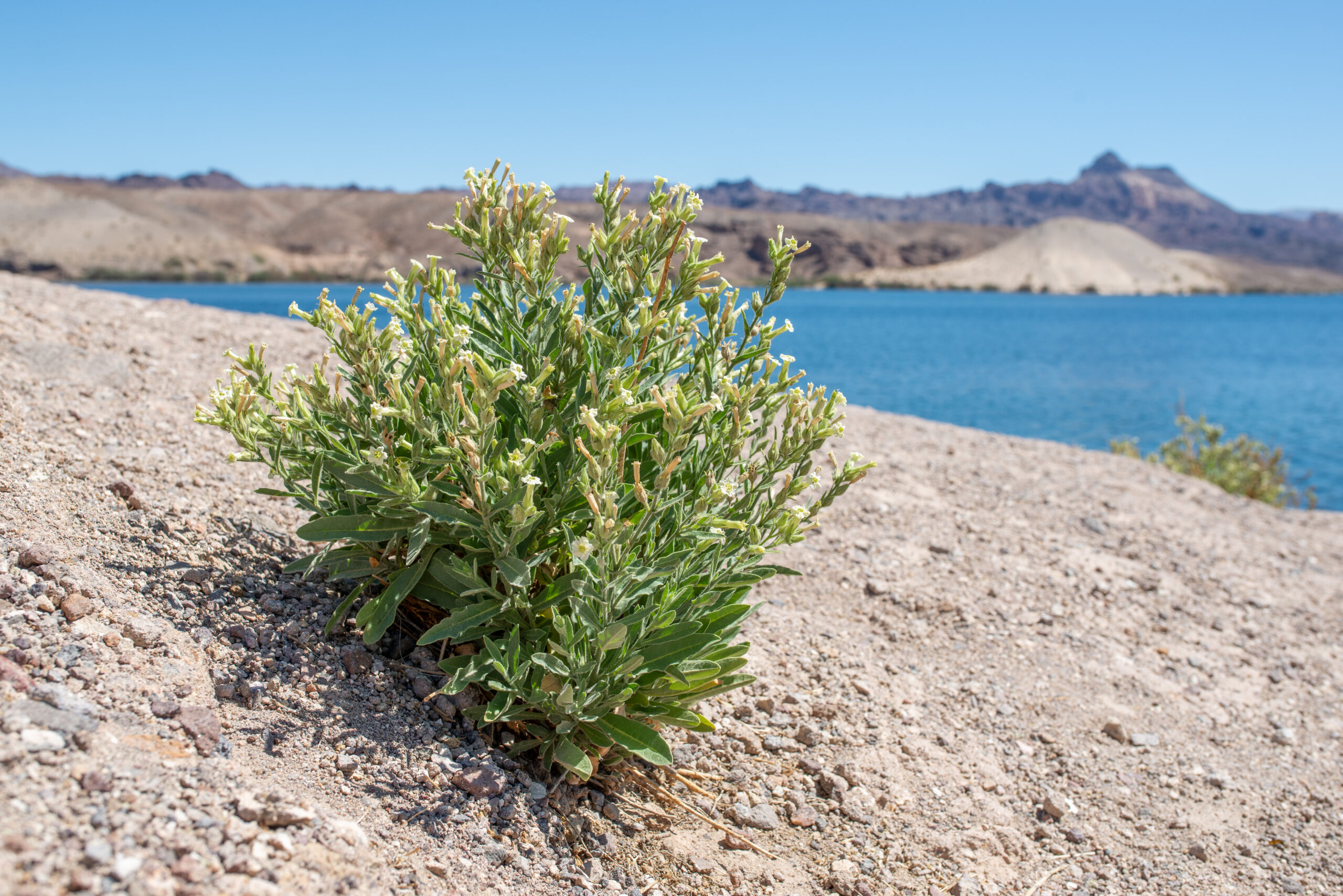 Desert Tobacco