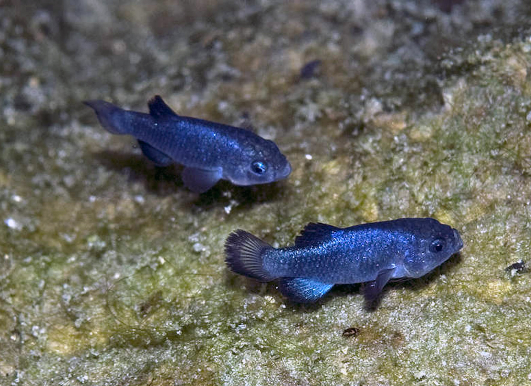 Devil's Hole Pupfish