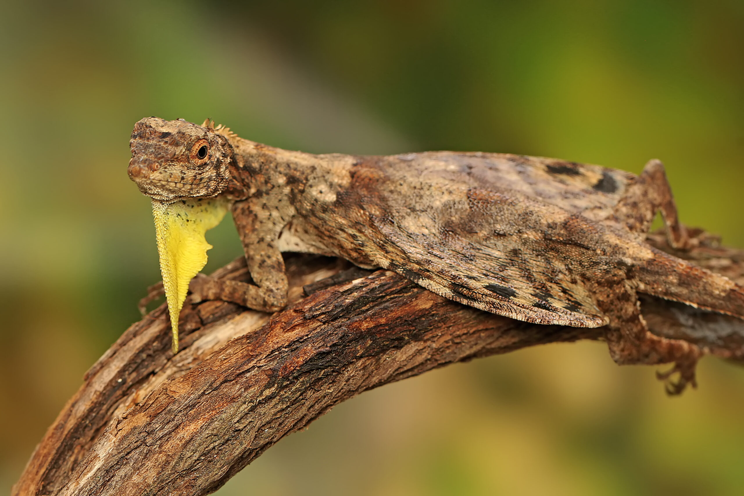 Draco Lizard (Flying Dragon)