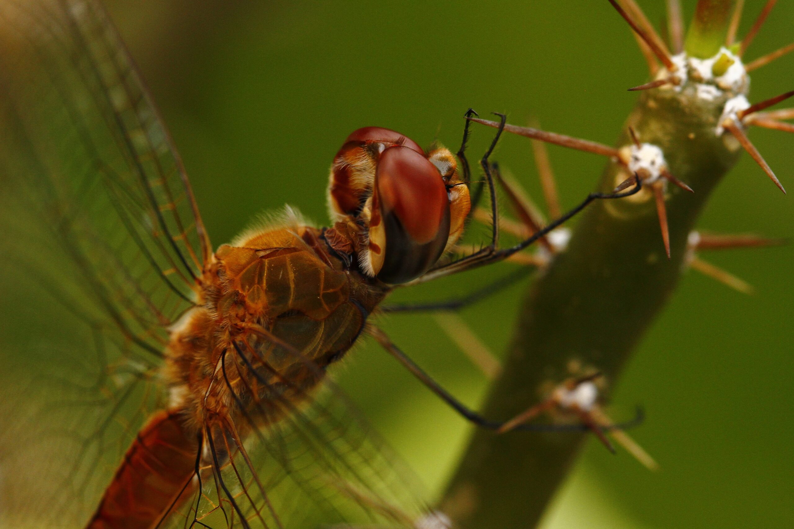 Dragonfly Migration across India and Africa