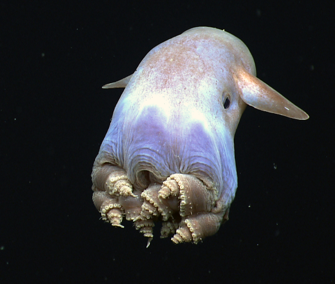 Dumbo Octopus