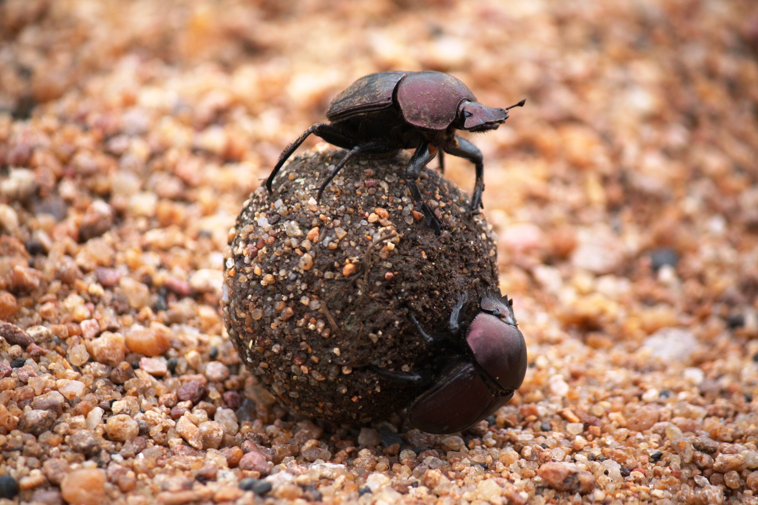 Dung Beetle